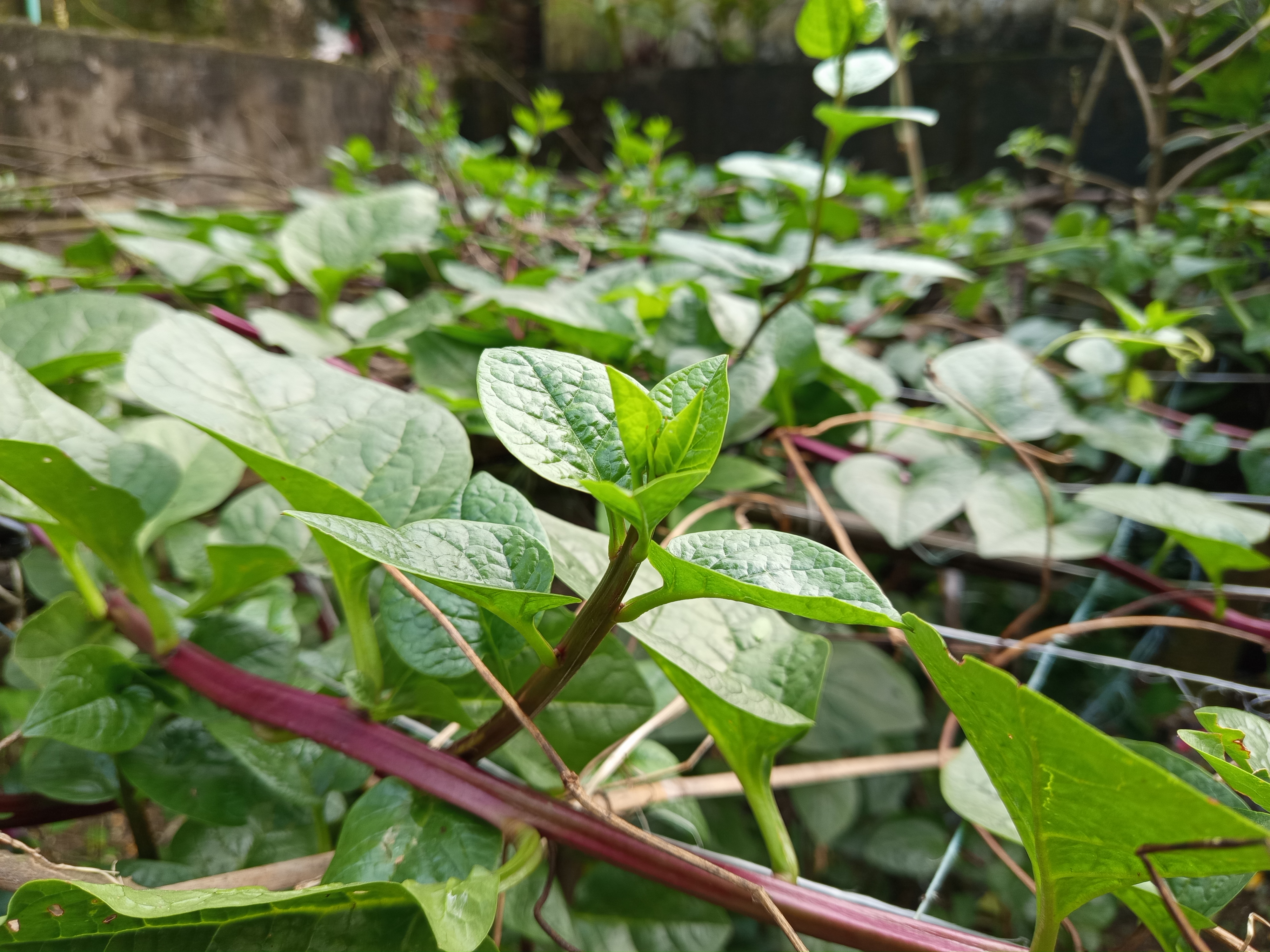 পুইশাক (2).jpg