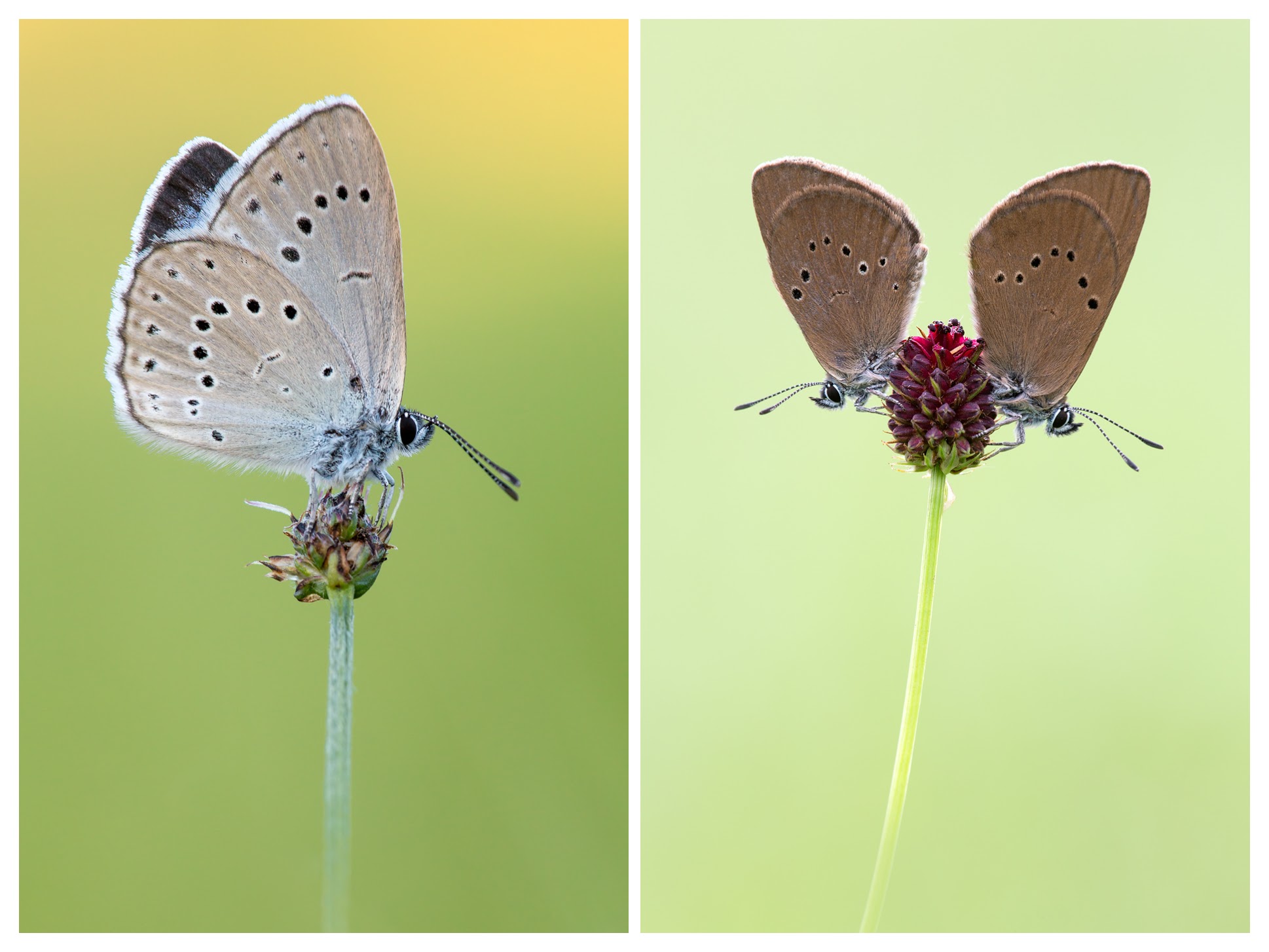 Wiesenknopf-Ameisenbläuling (Phengaris teleius - nausithous)_Q22A7113-BF-COLLAGE.jpg