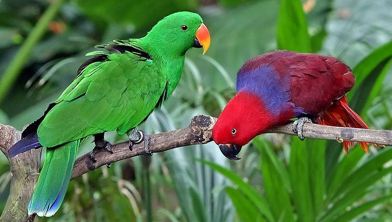 Mengenal Keindahan Burung Nuri Bayan Steemit