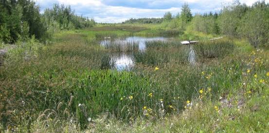 Suncor wetlands.jpg