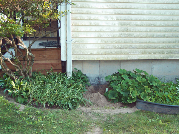 Old North - dug up crop July 2019.jpg