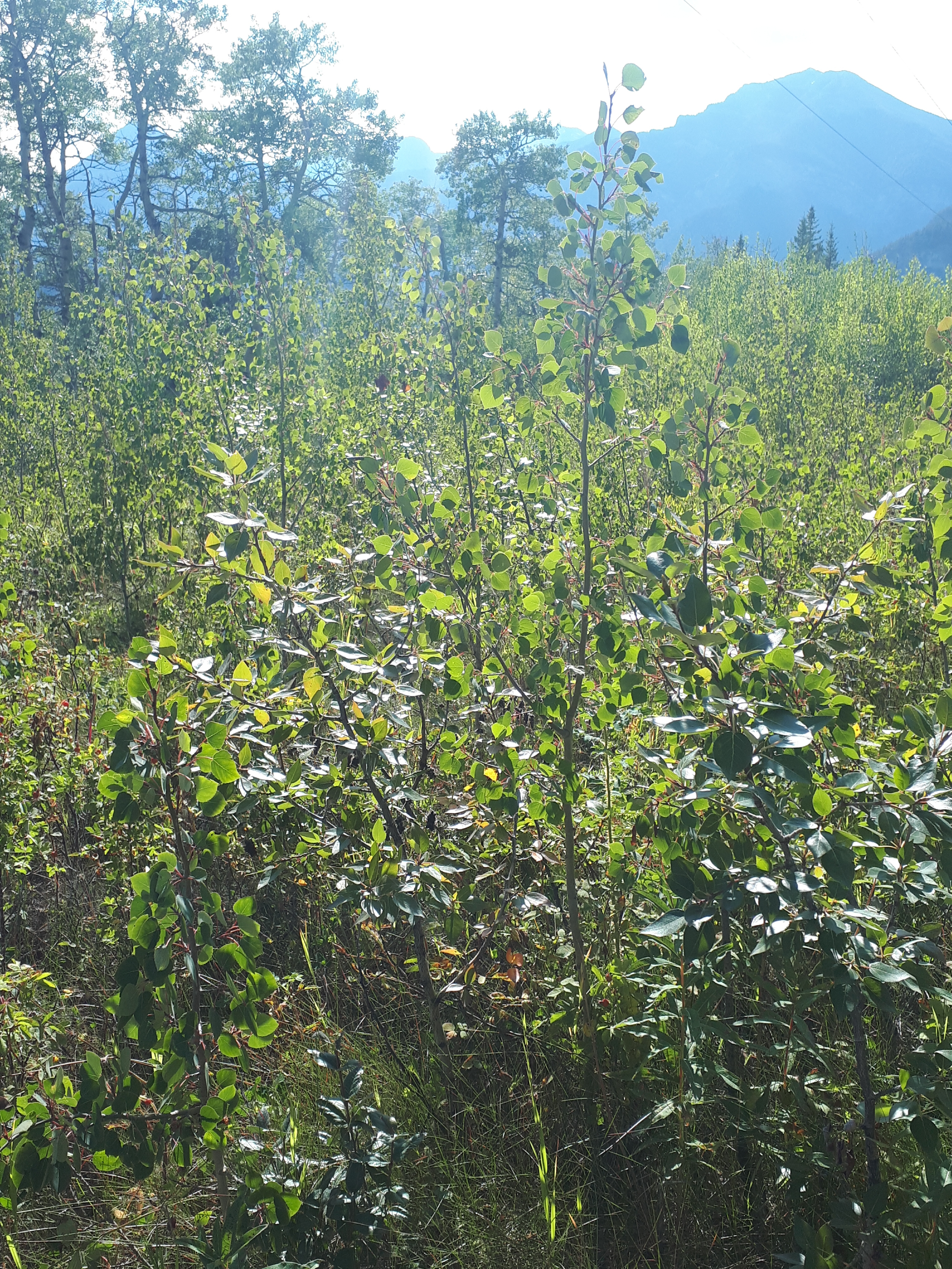20180902_181339.jpg