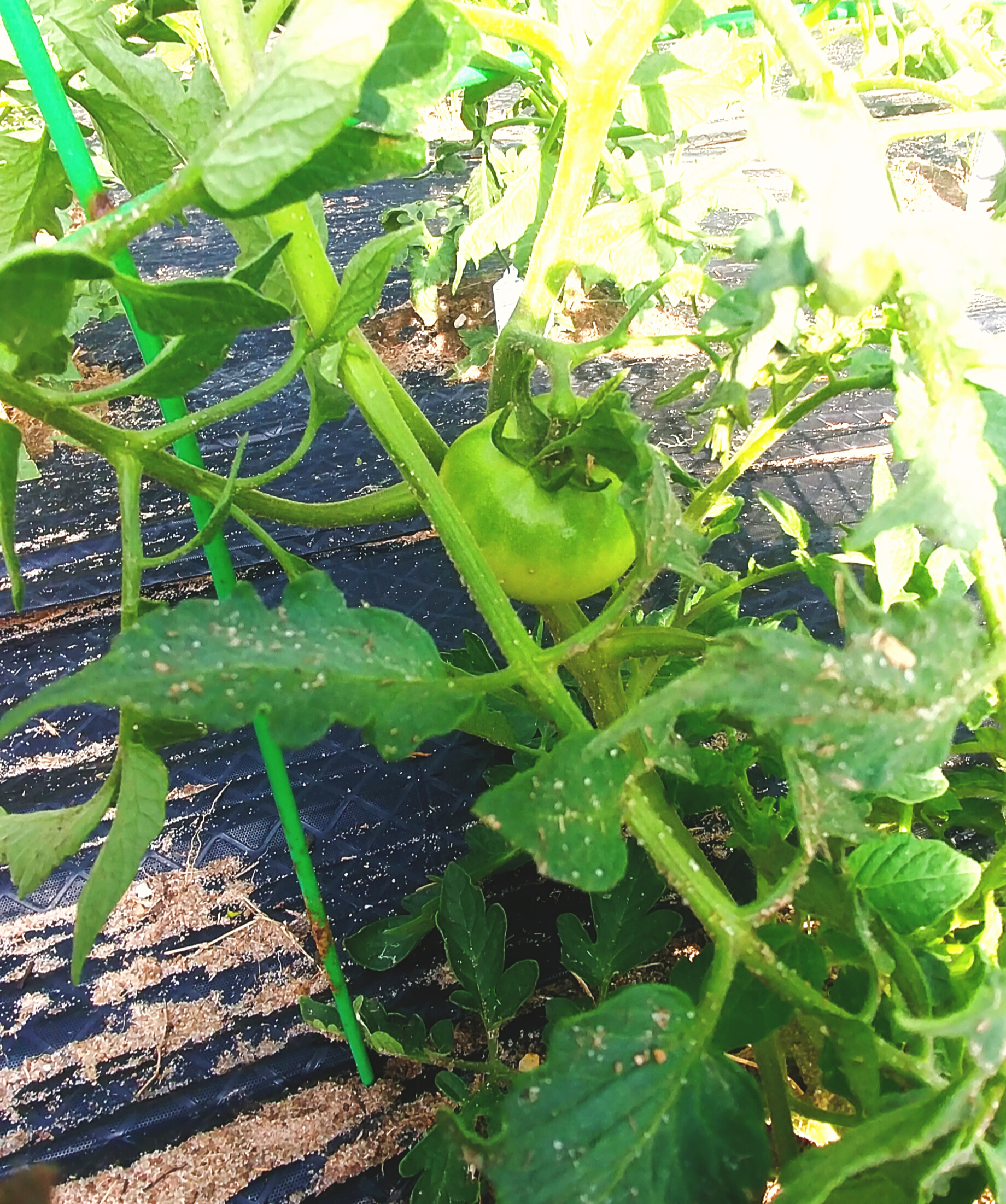 Picture_20180530_005506514.jpg