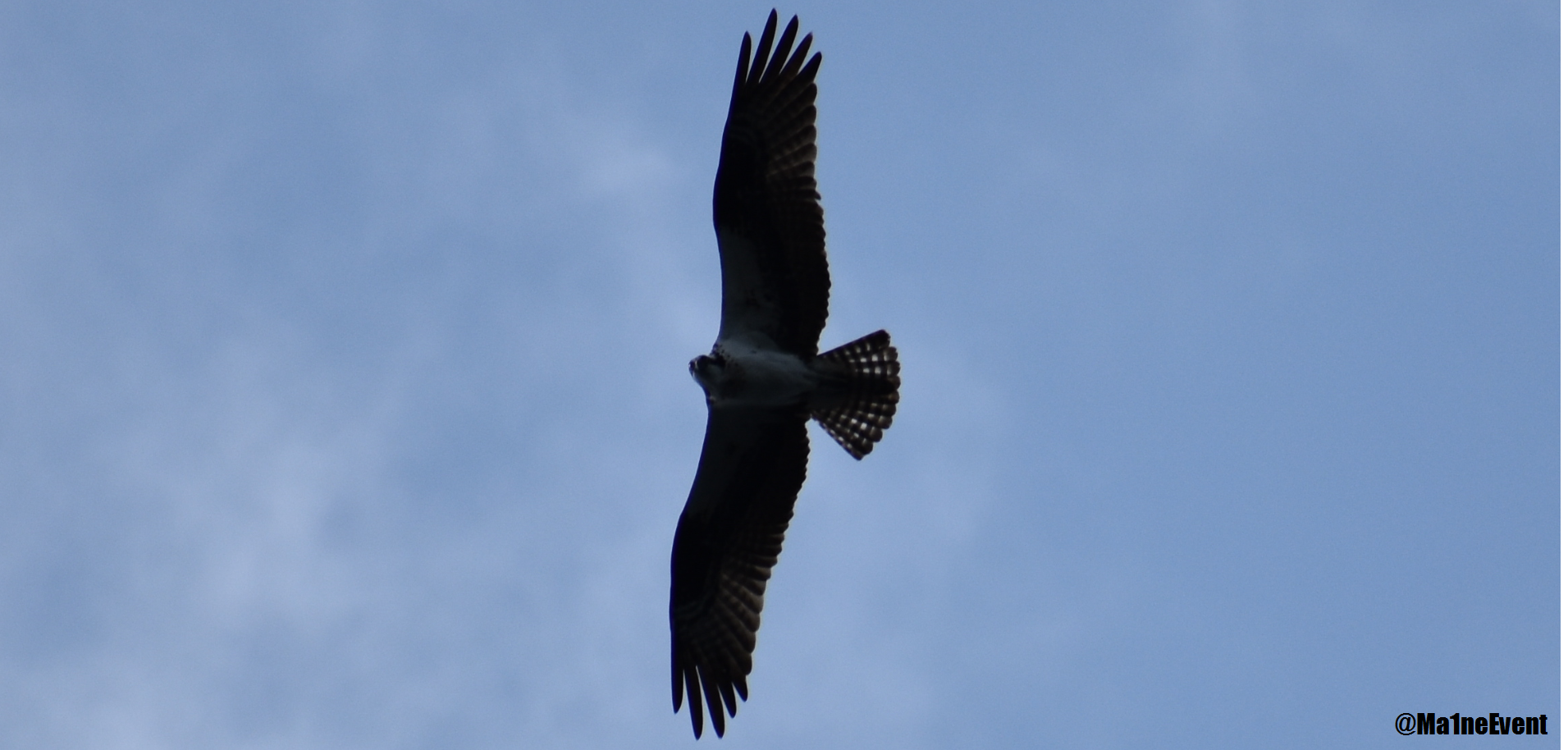 hawk2.png