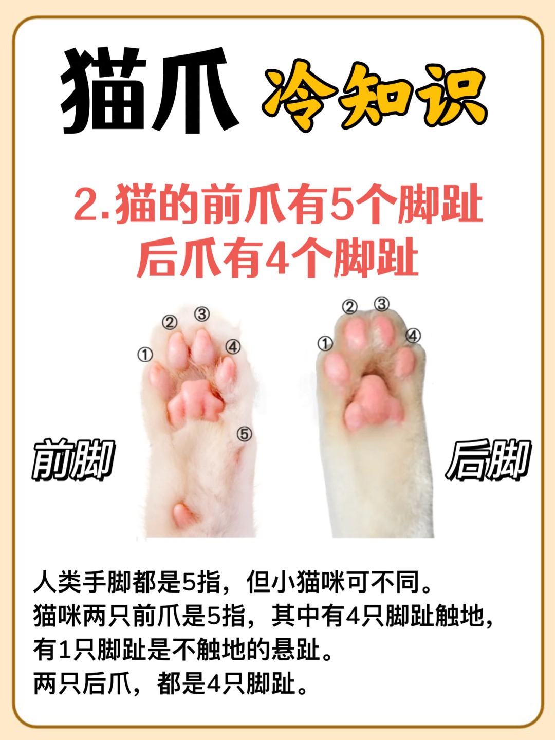 猫爪的秘密:你不知道的冷知识‼_3.jpg