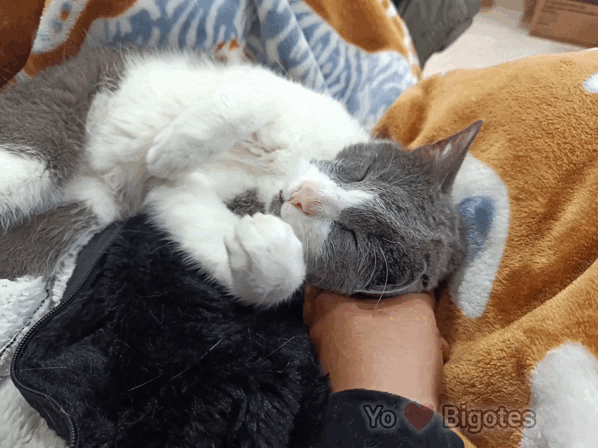 132737.gif