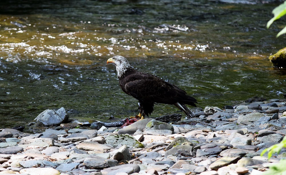 wild life.jpg