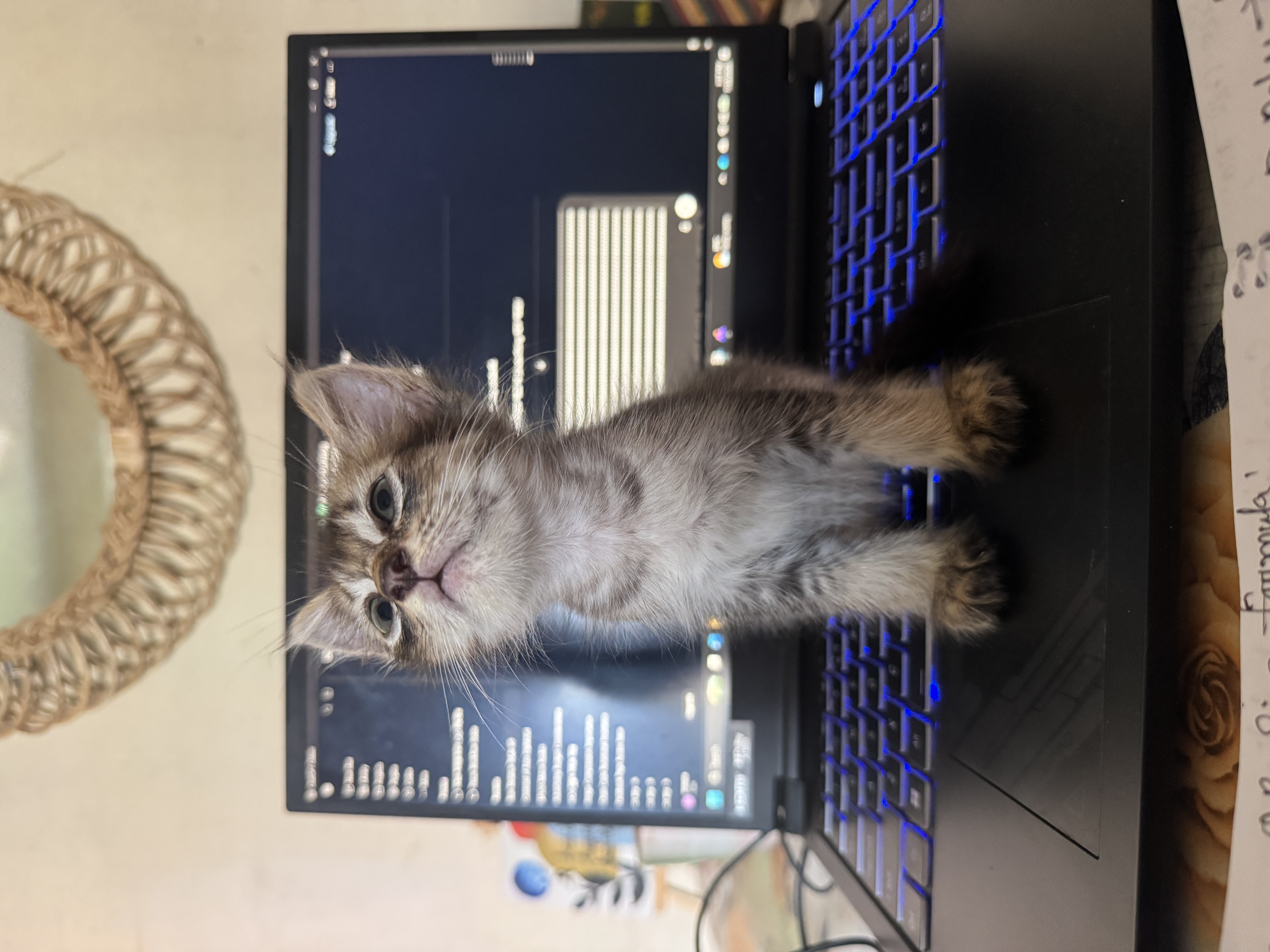 IMG_8227.jpeg
