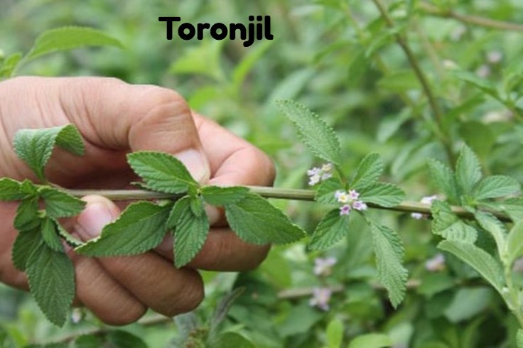 para-que-sirve-Toronjil.jpg