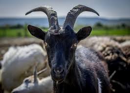 blackphillip