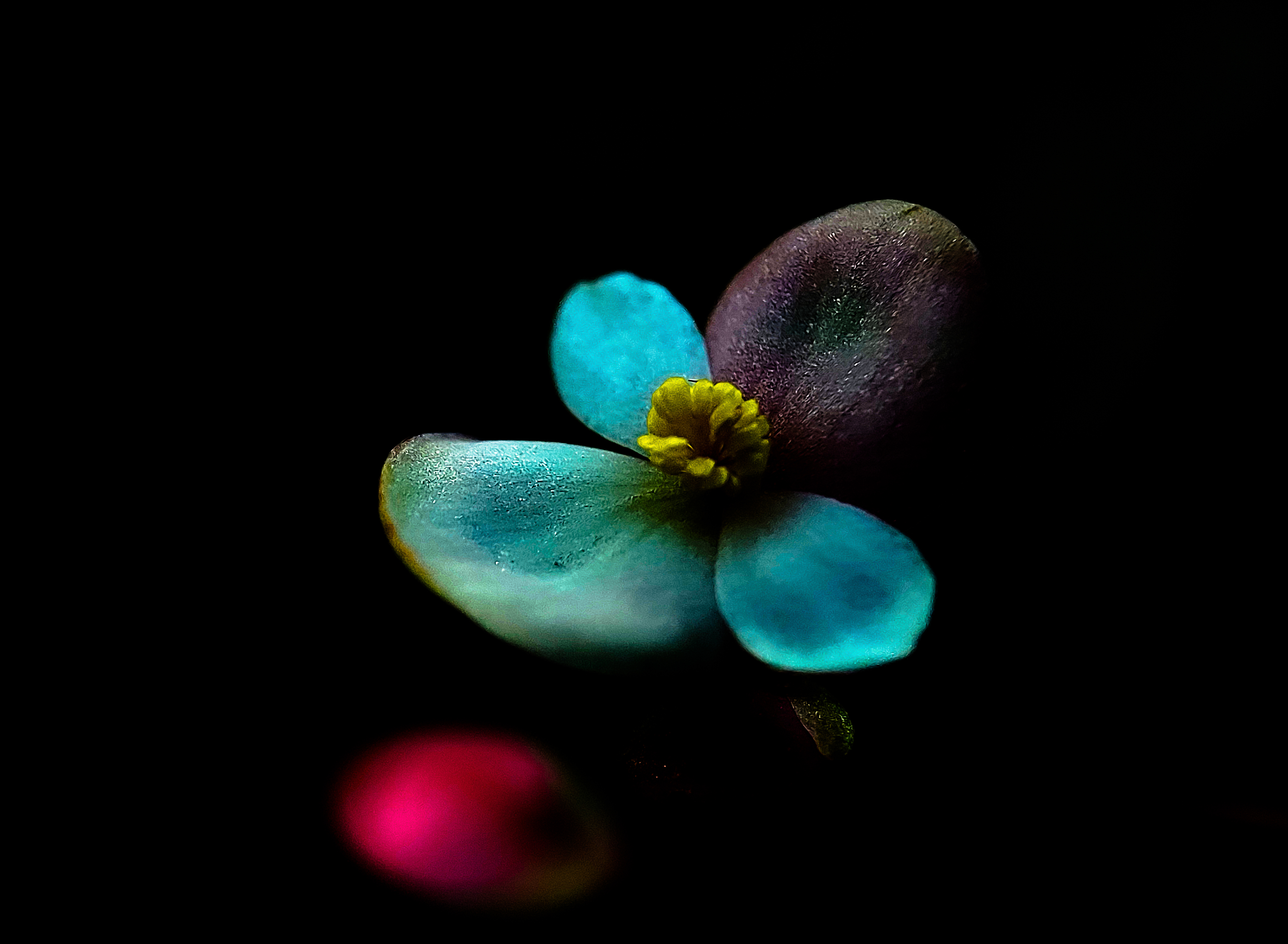 Wild Flower with Dark Background