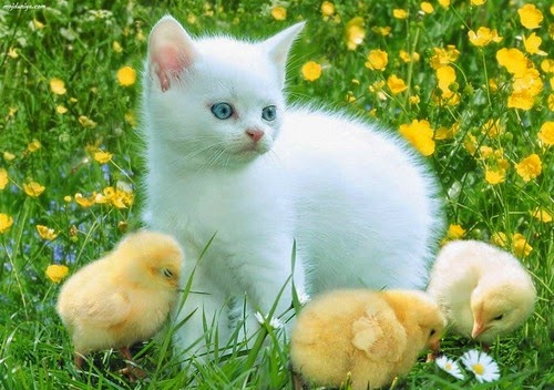 animales-tiernos-92.jpg