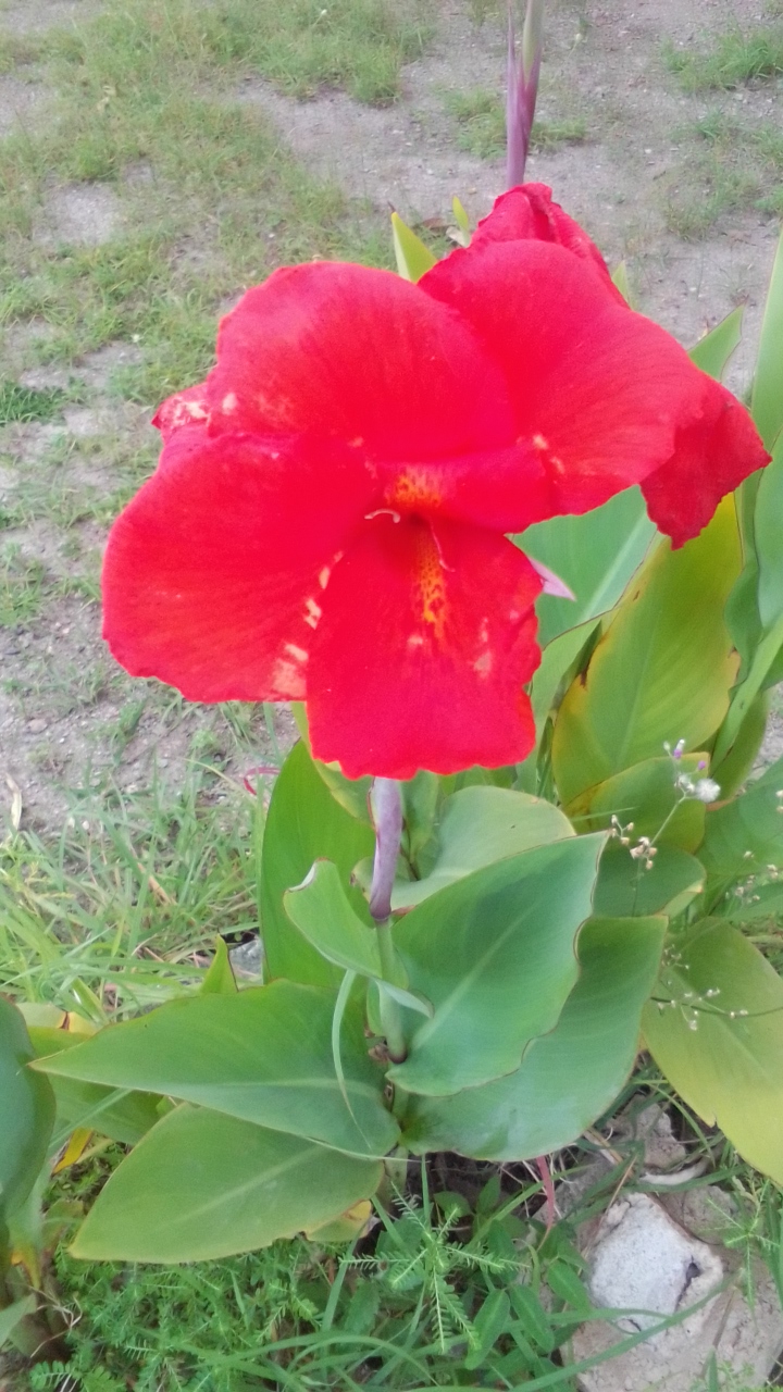 IMG_20210715_170809.jpg