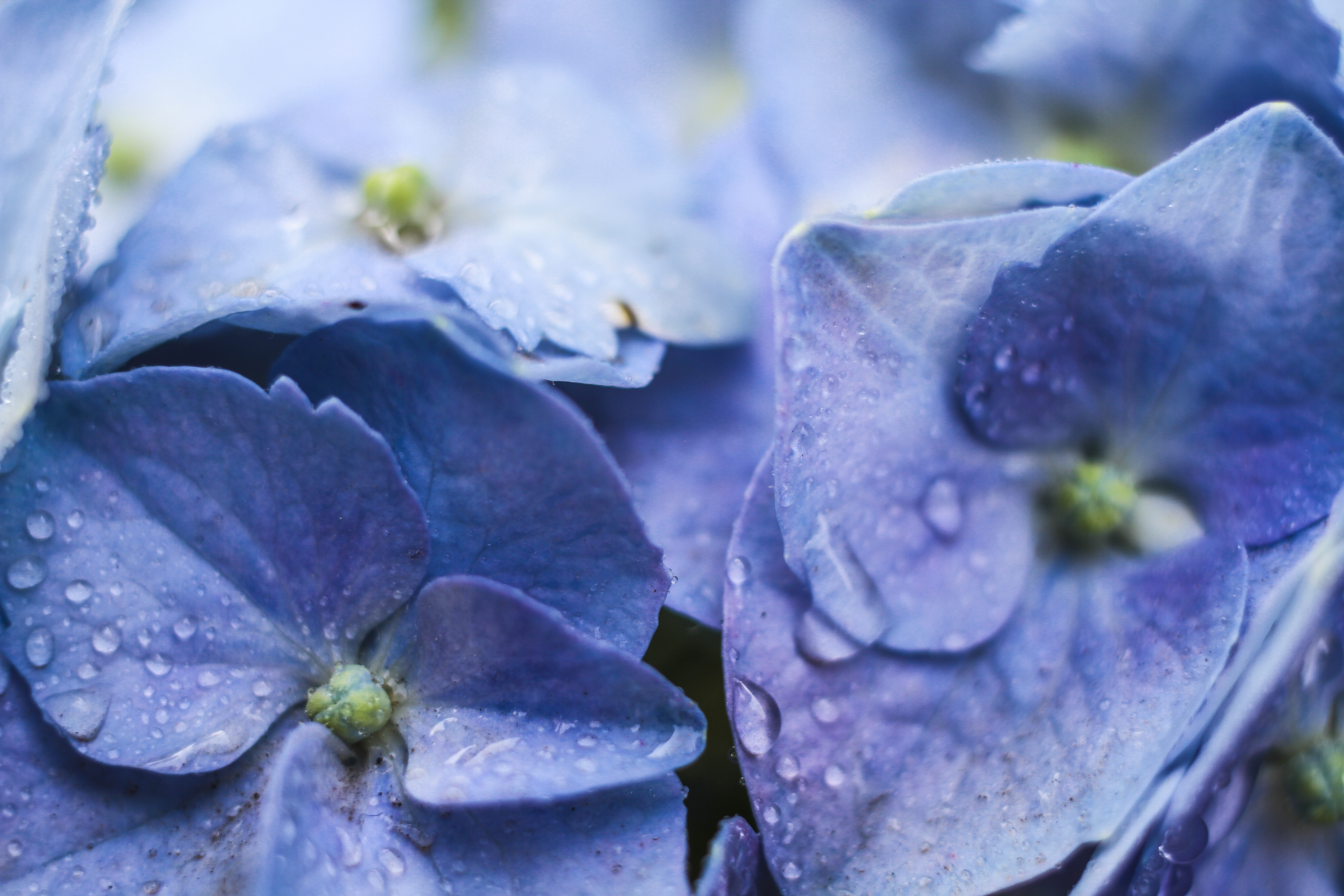 flor-5.jpg