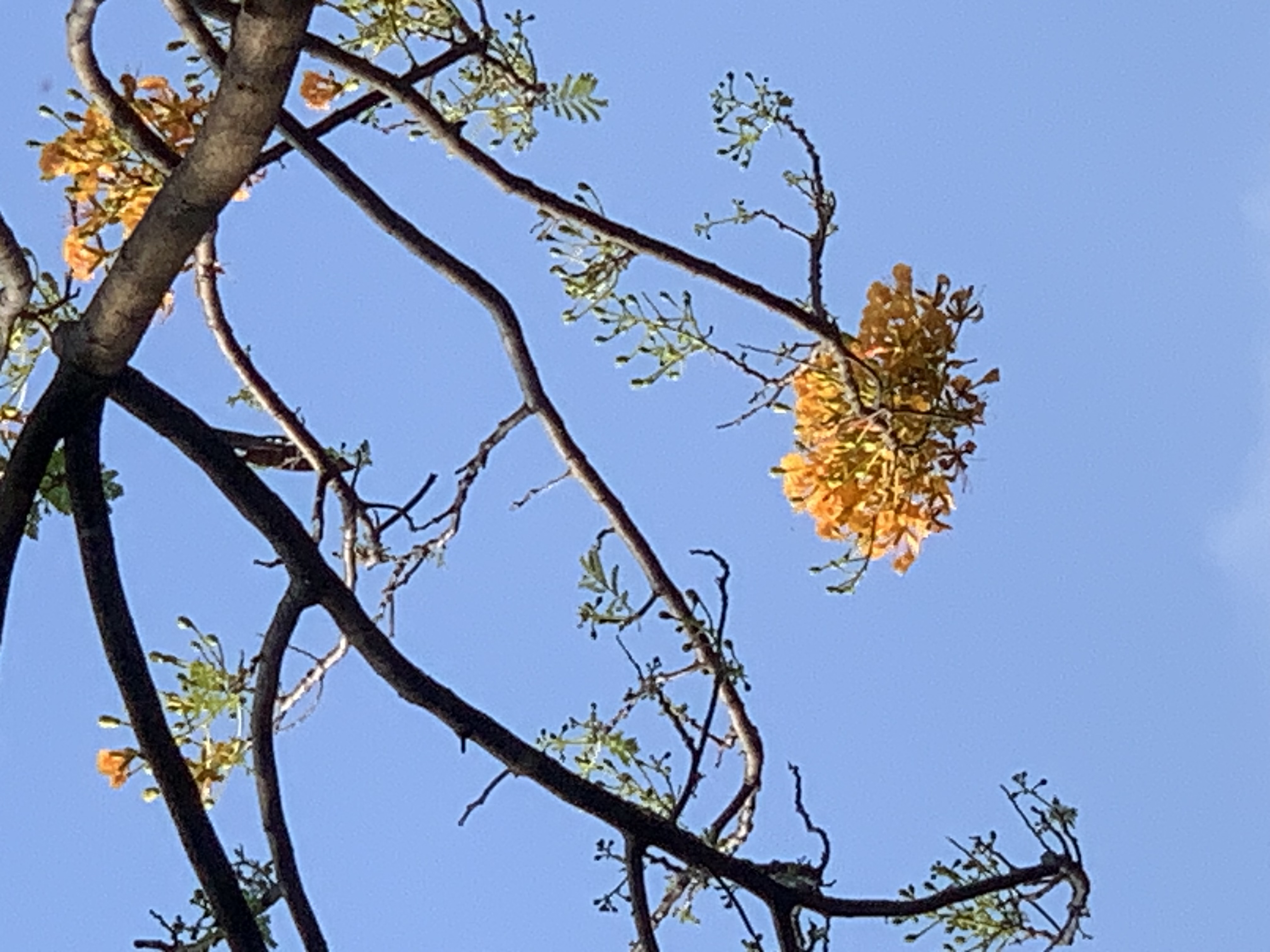 Queen Sirikit Park311.jpg