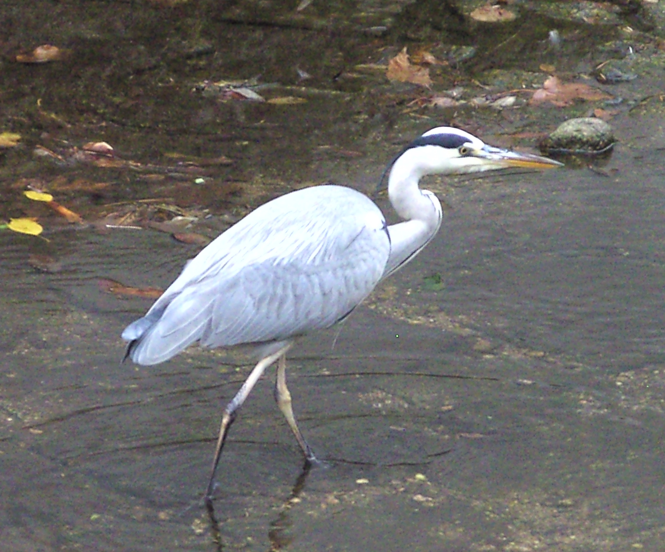 Reiher_06_a.jpg