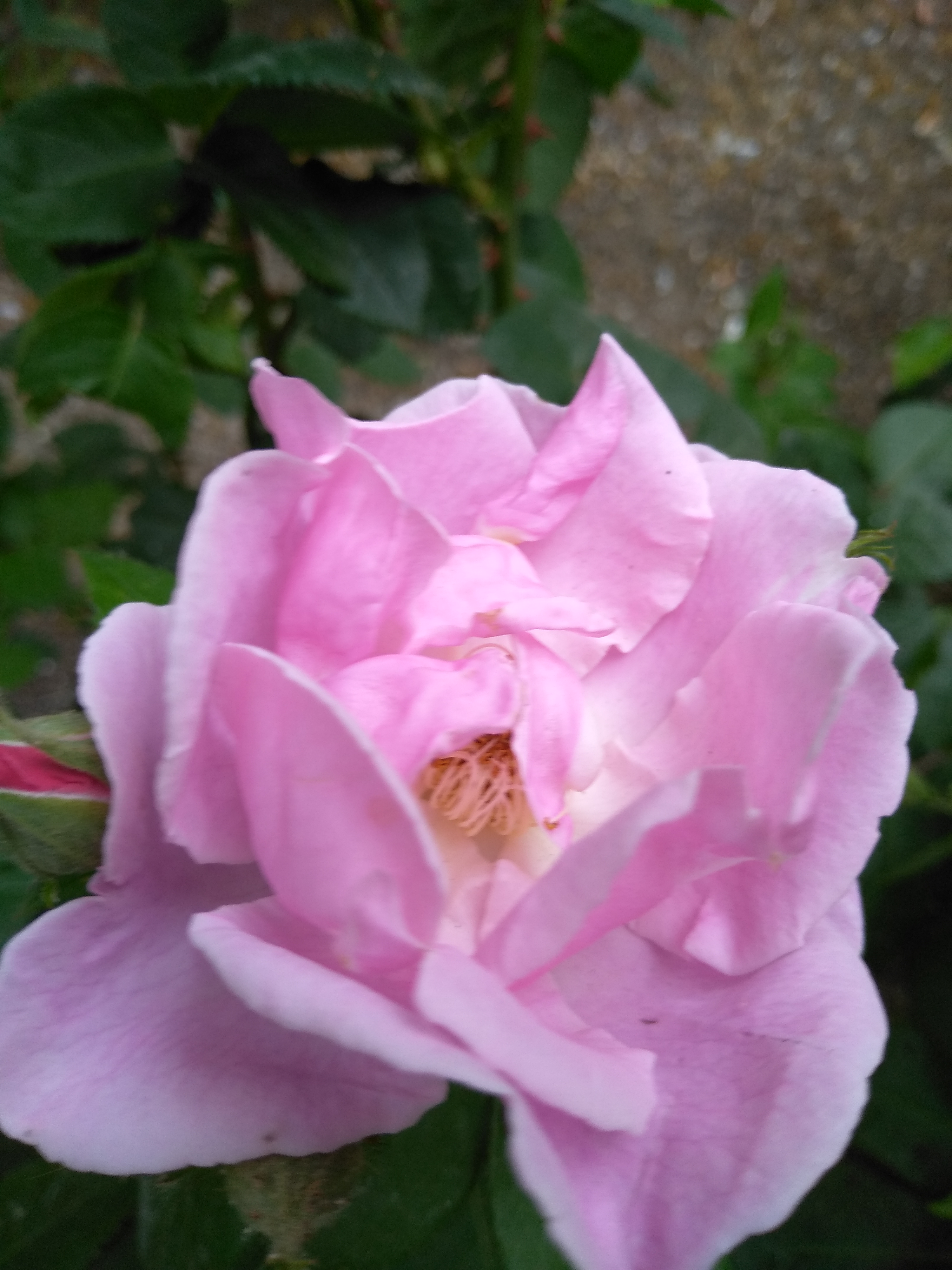 IMG_20200515_175752.jpg