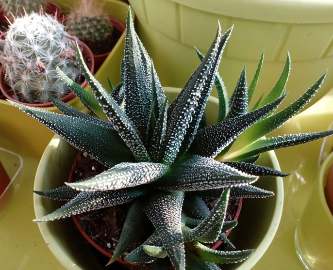HAWORTHIA FASCIATA -- (3).jpg