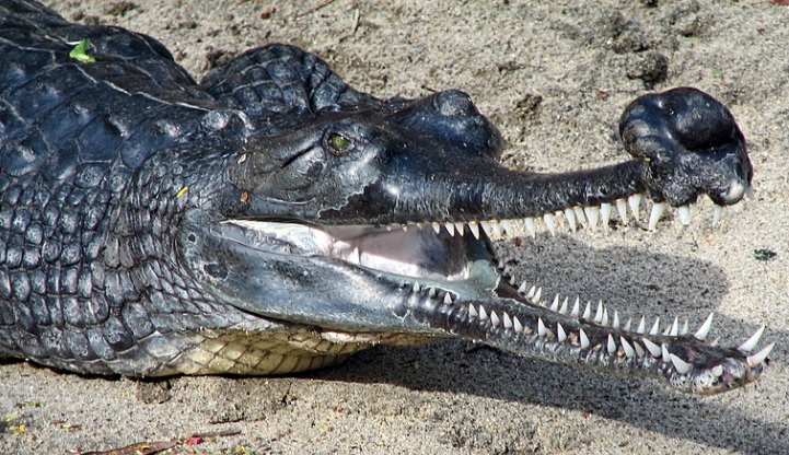 gavial.jpg