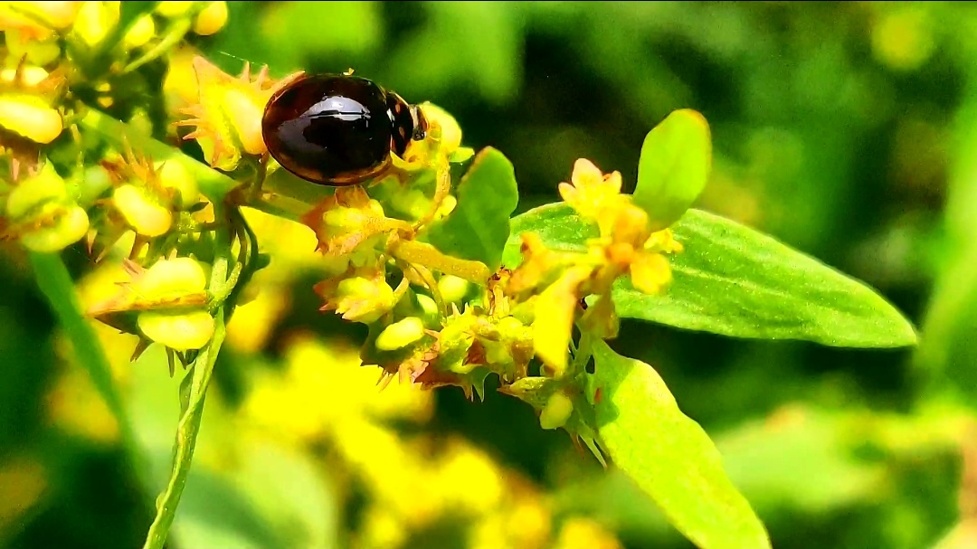 Screenshot_20240331-172756.jpg
