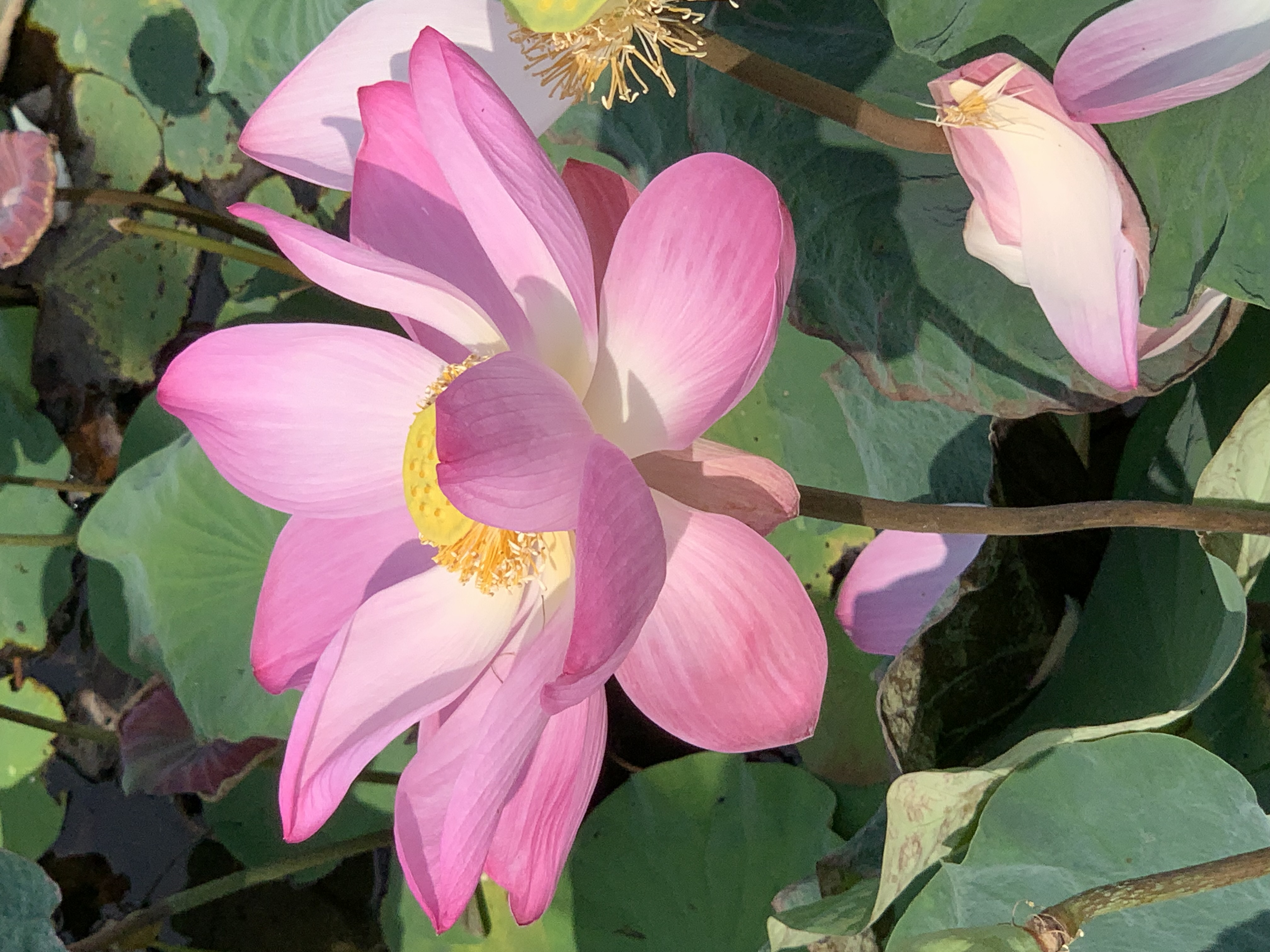 Lotus Pond12.jpg