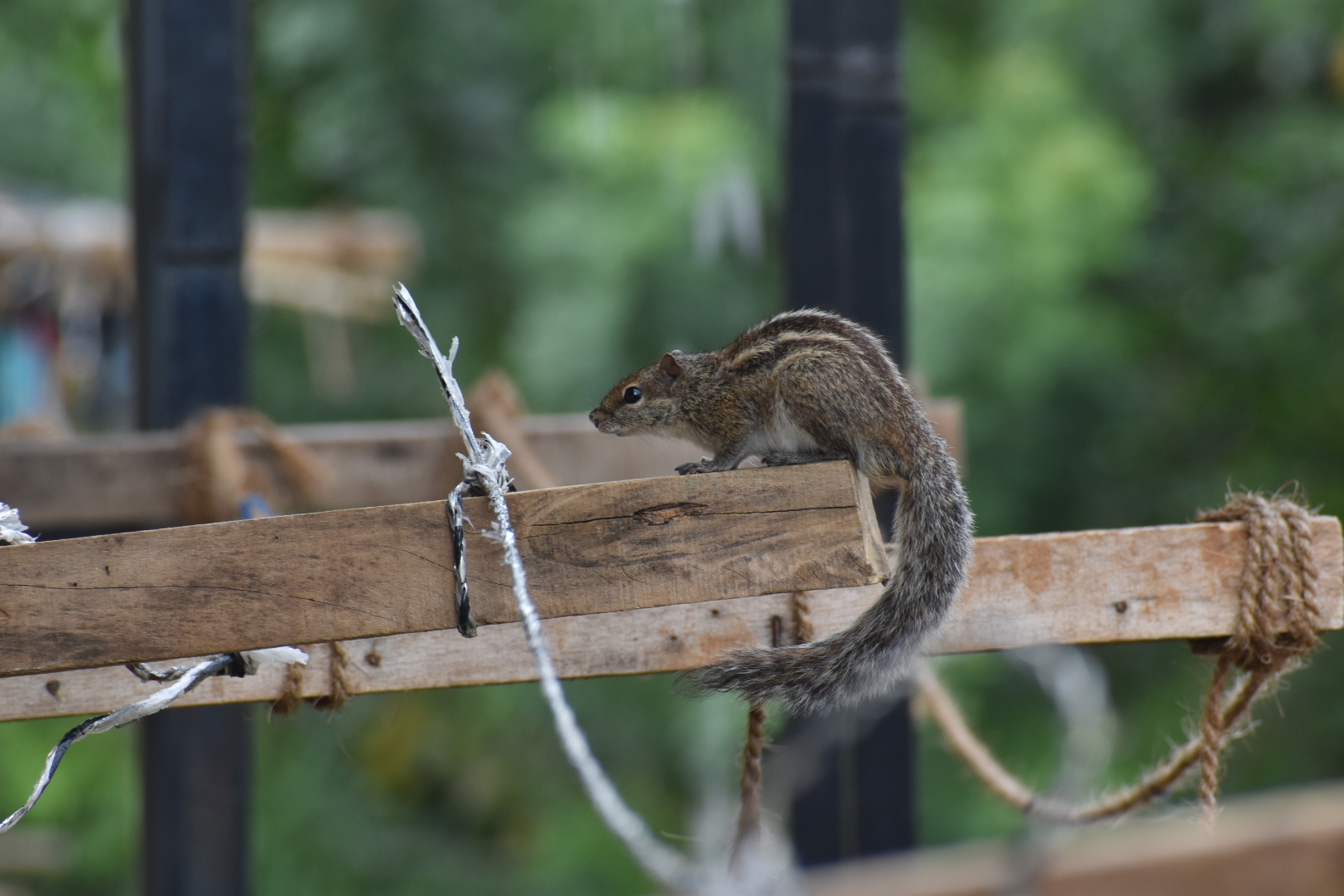 DSC_0036.JPG