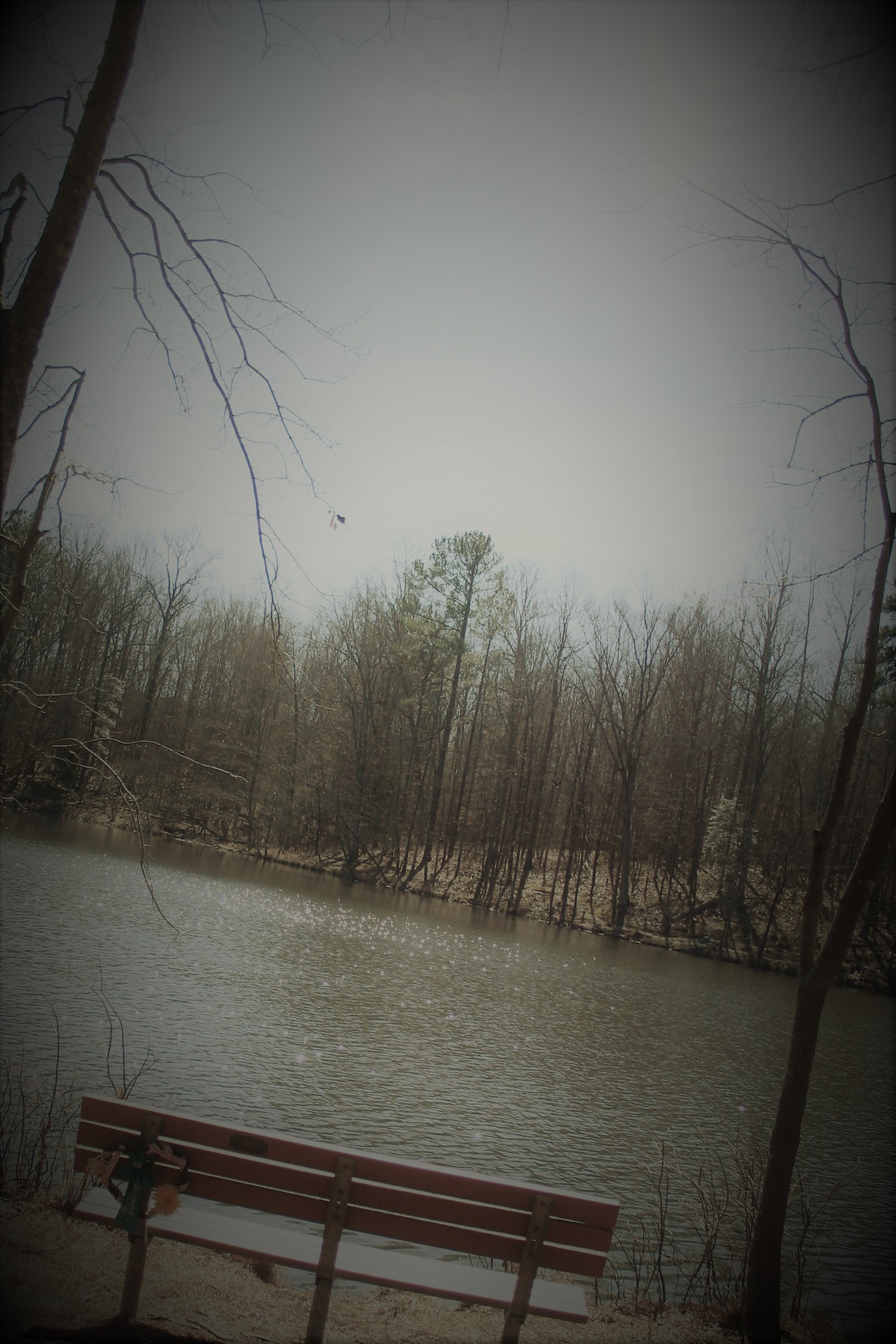 Bench at the park.JPG