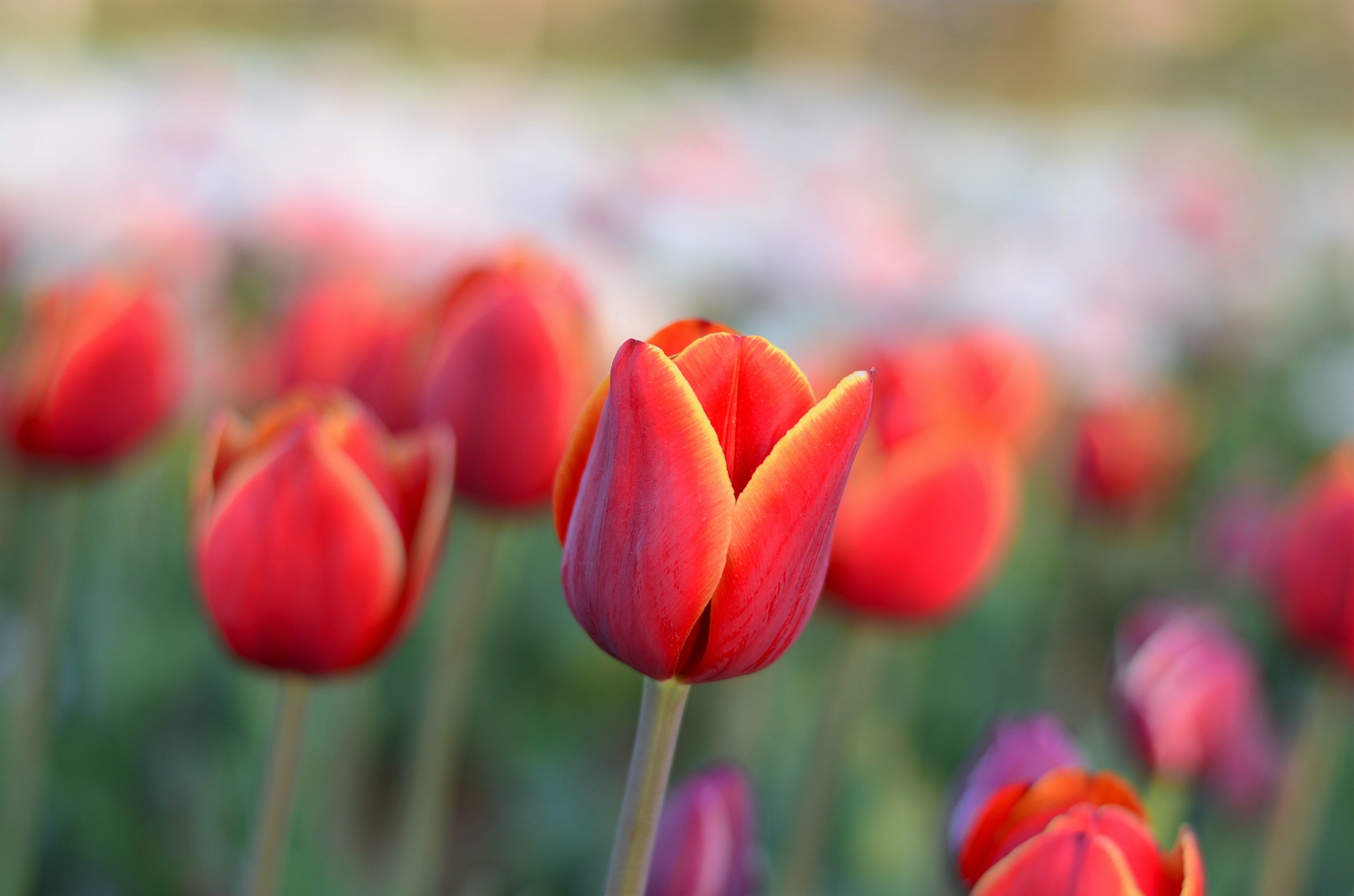 pexels-pixabay-459488.jpg
