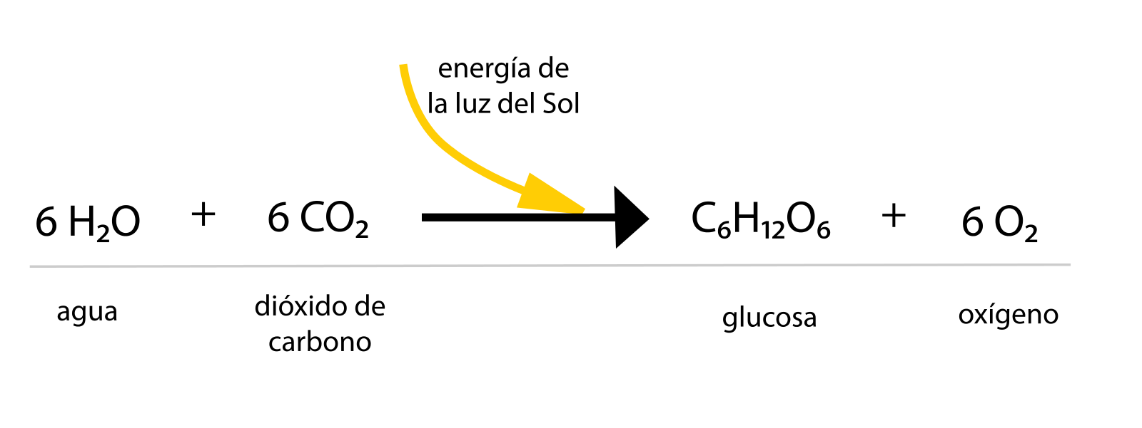 1600px-Esquema_de_la_reacción_química_de_la_fotosíntesis_en_vectores.svg.png
