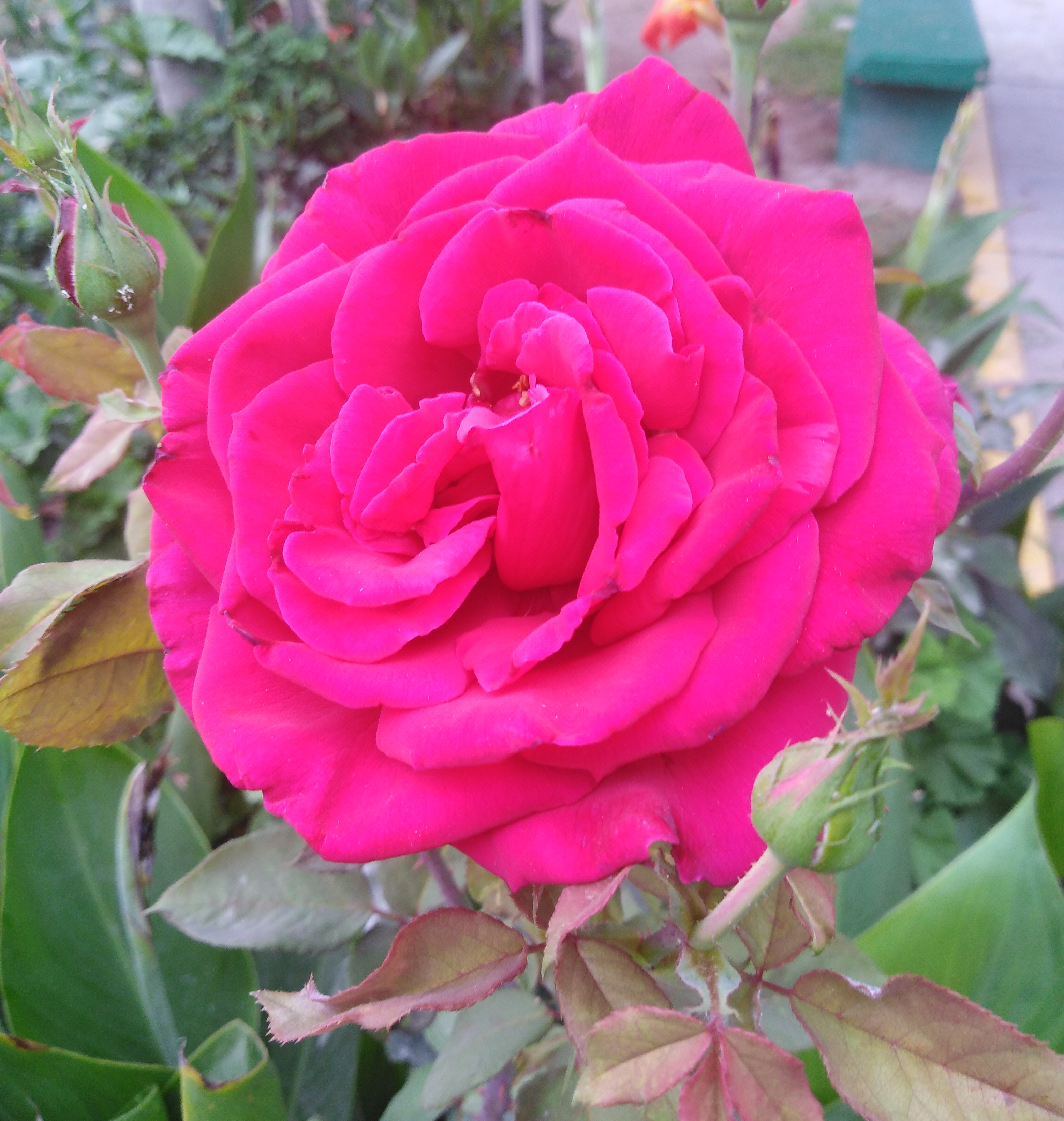 IMG_20210106_070852.jpg