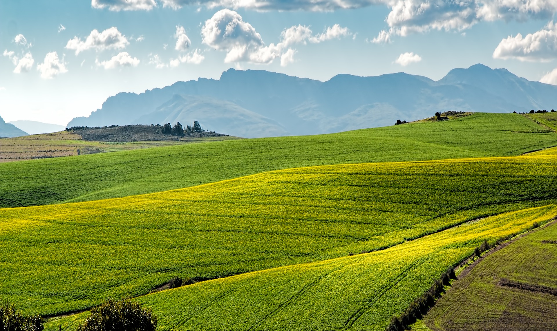 canola-fields-1911392_1920.jpg