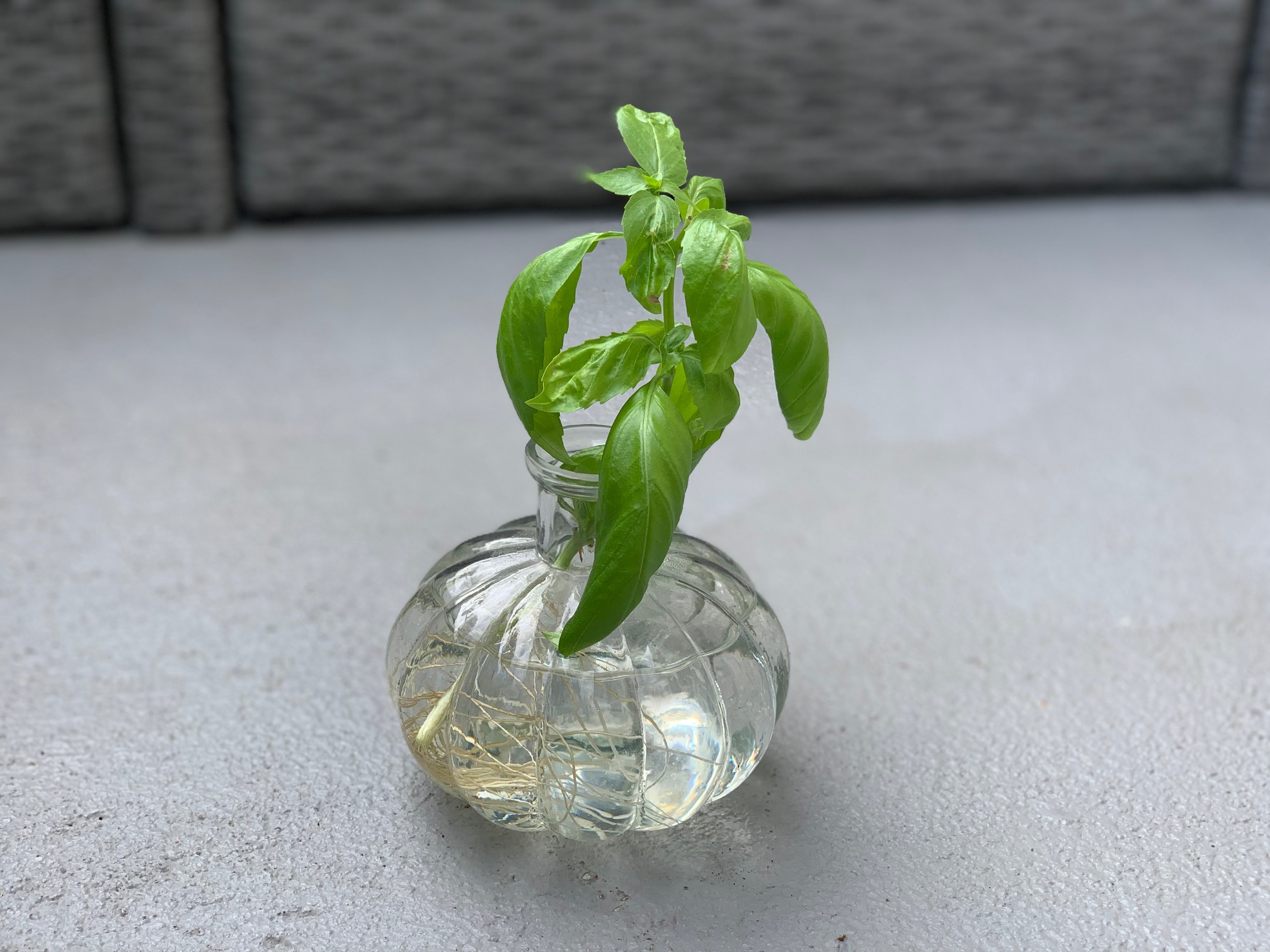 How to clone your basil it s super easy . Basil mania at home