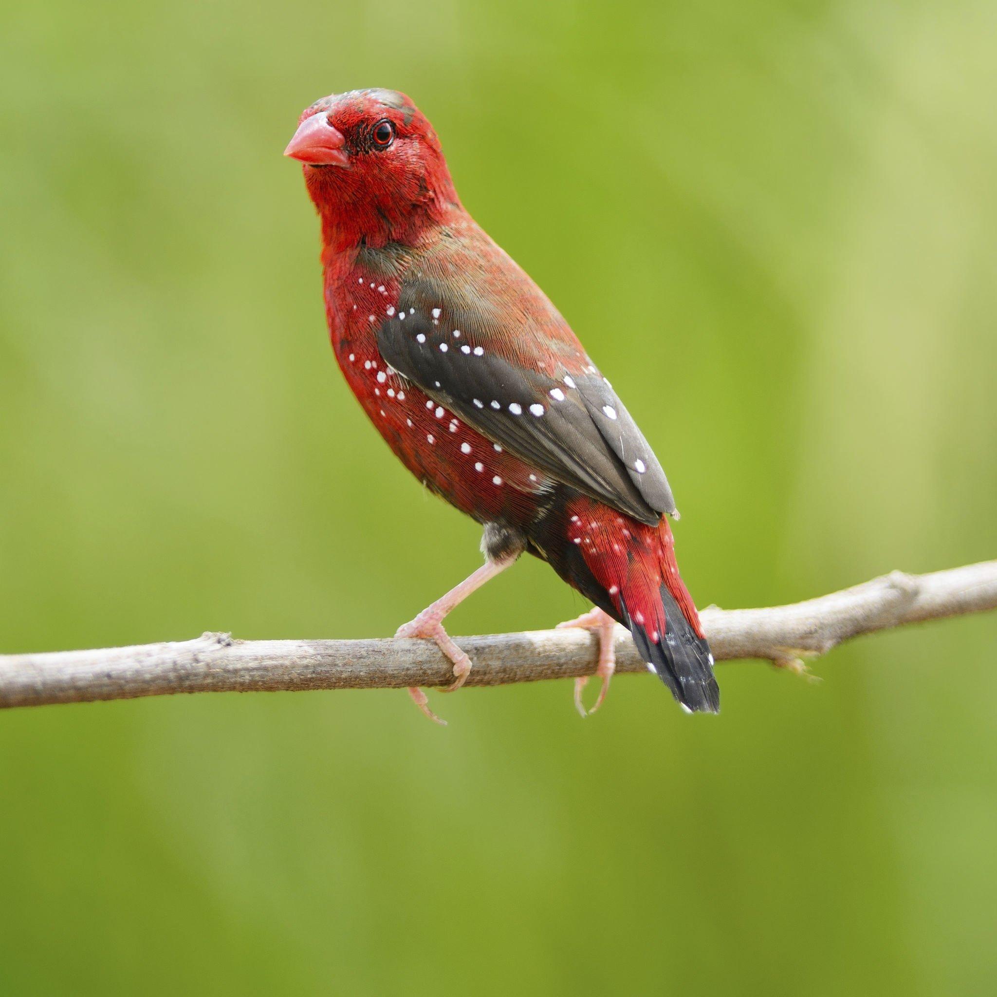 Pair of strawberry finch (4).jpg