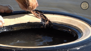 TireChew.gif