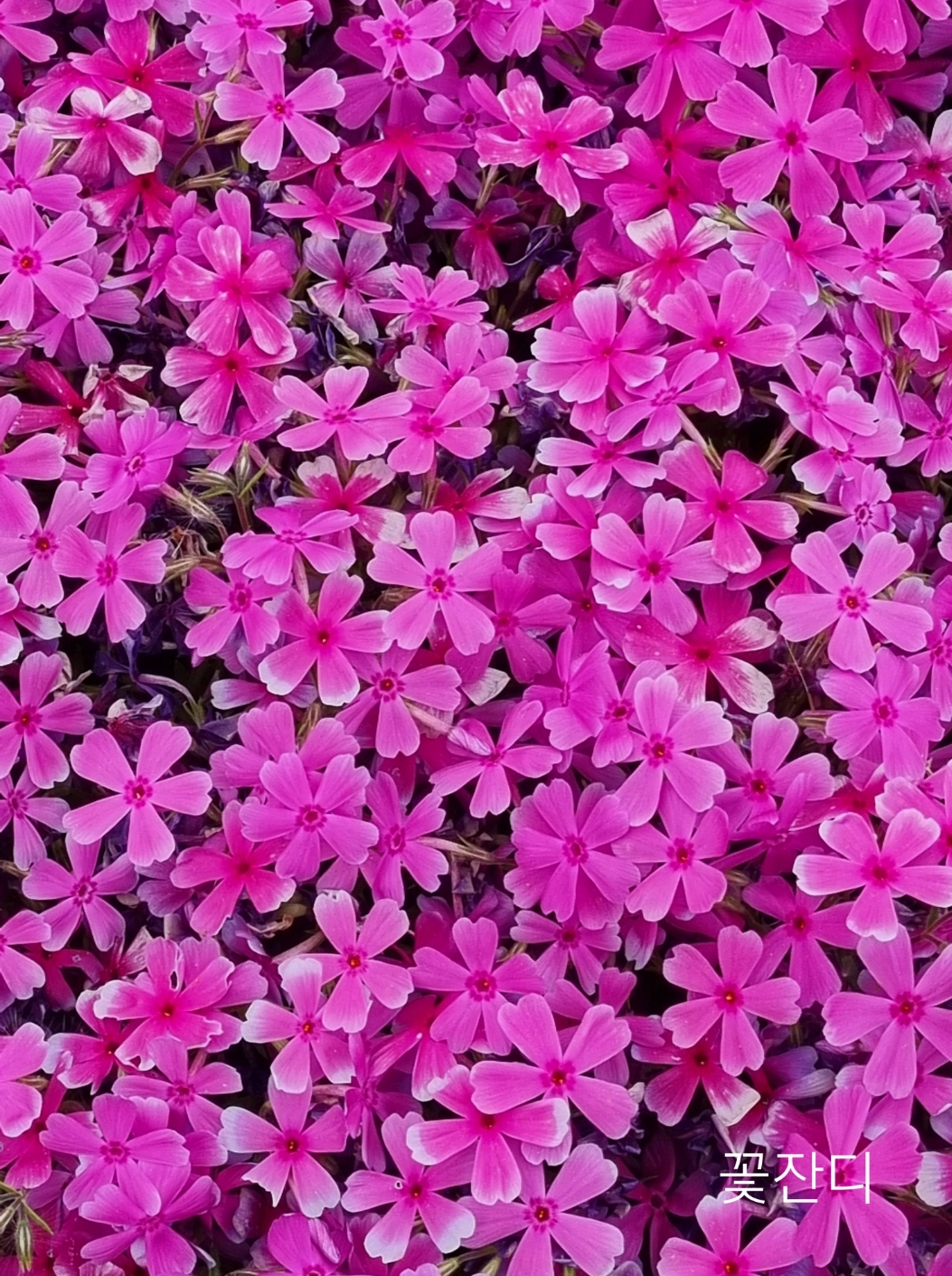 SmartSelect_20210501-185451_Gallery.jpg