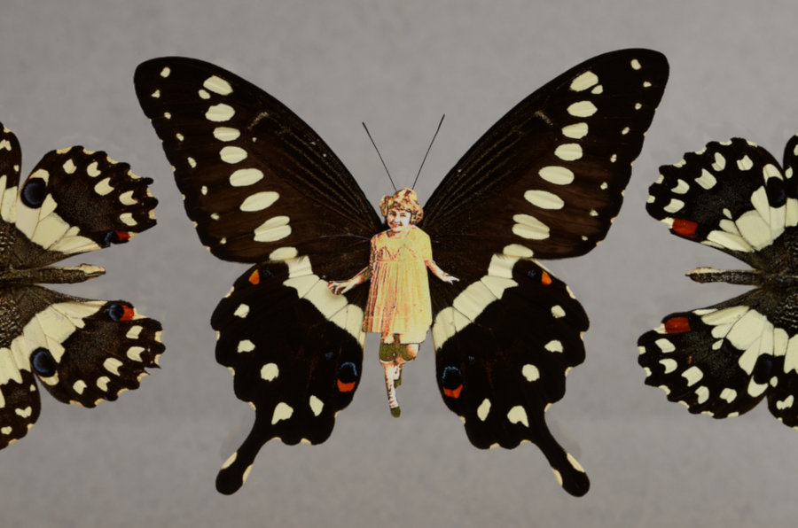bttrfly.jpg