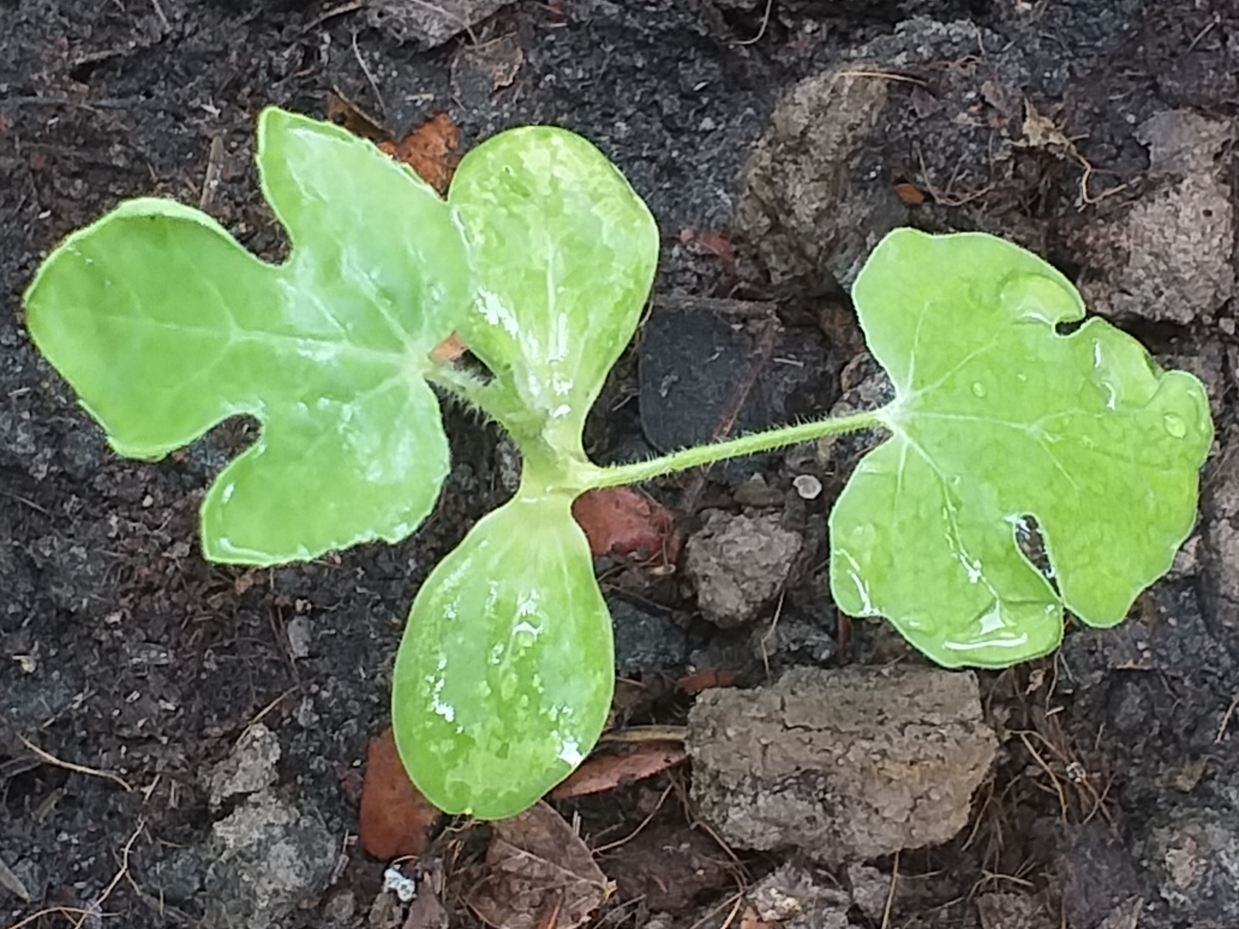 my garden603.jpg