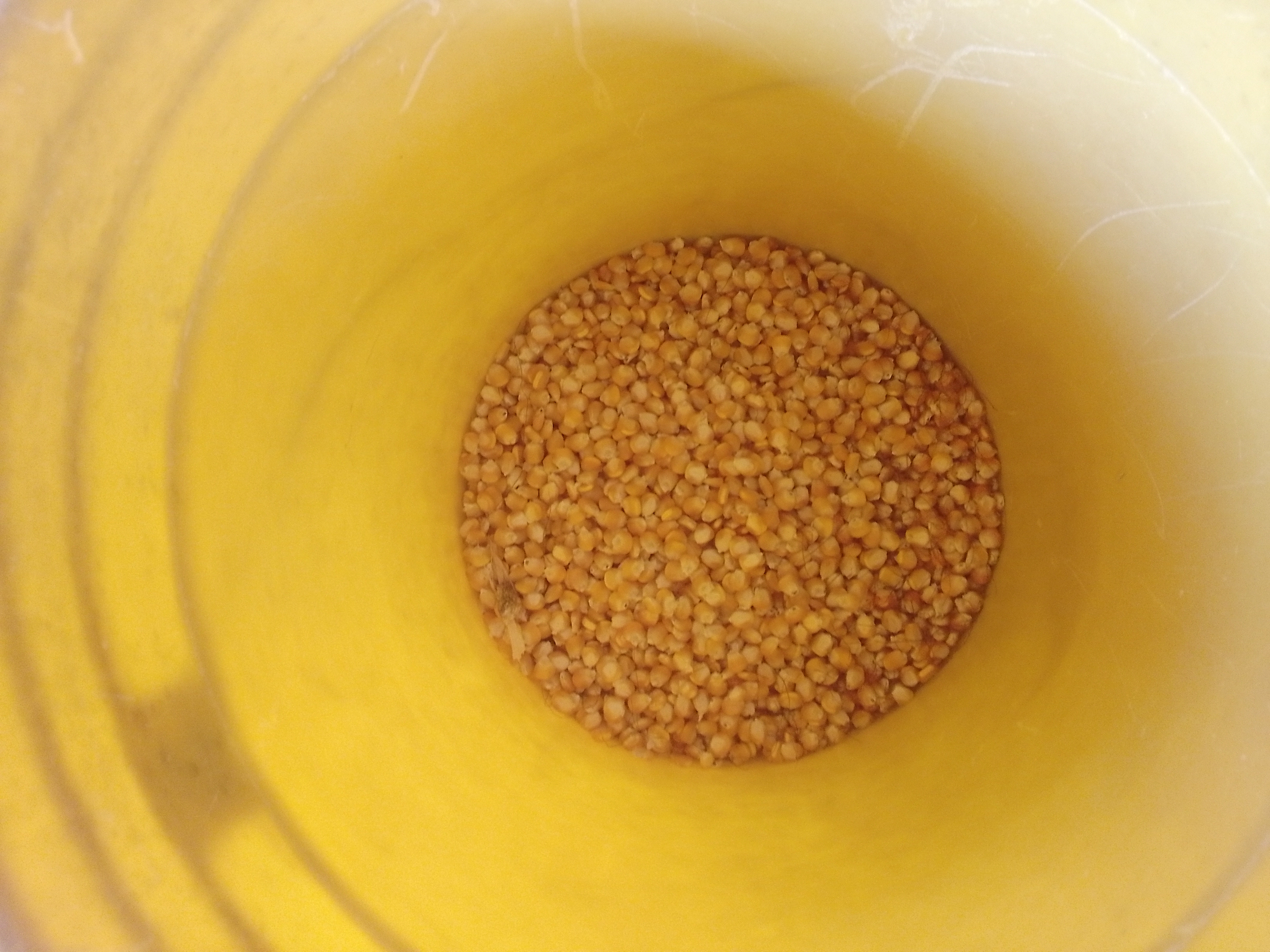 Sacando Provecho al Maíz Seco🌽🌽🌽