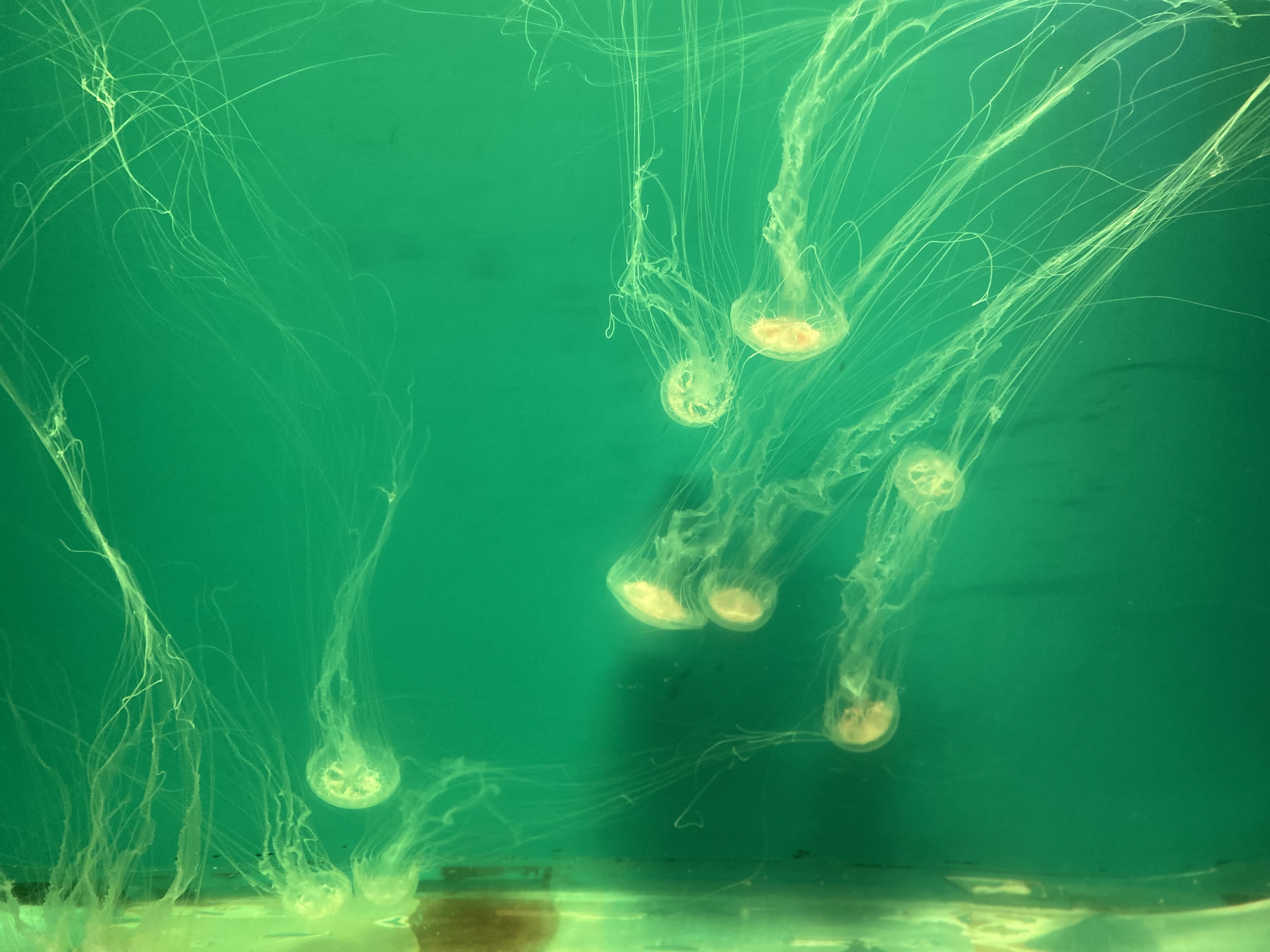 水母1.jpg