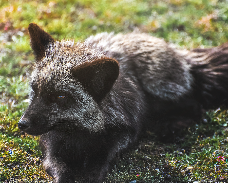 crimsonclad-black-fox5.png