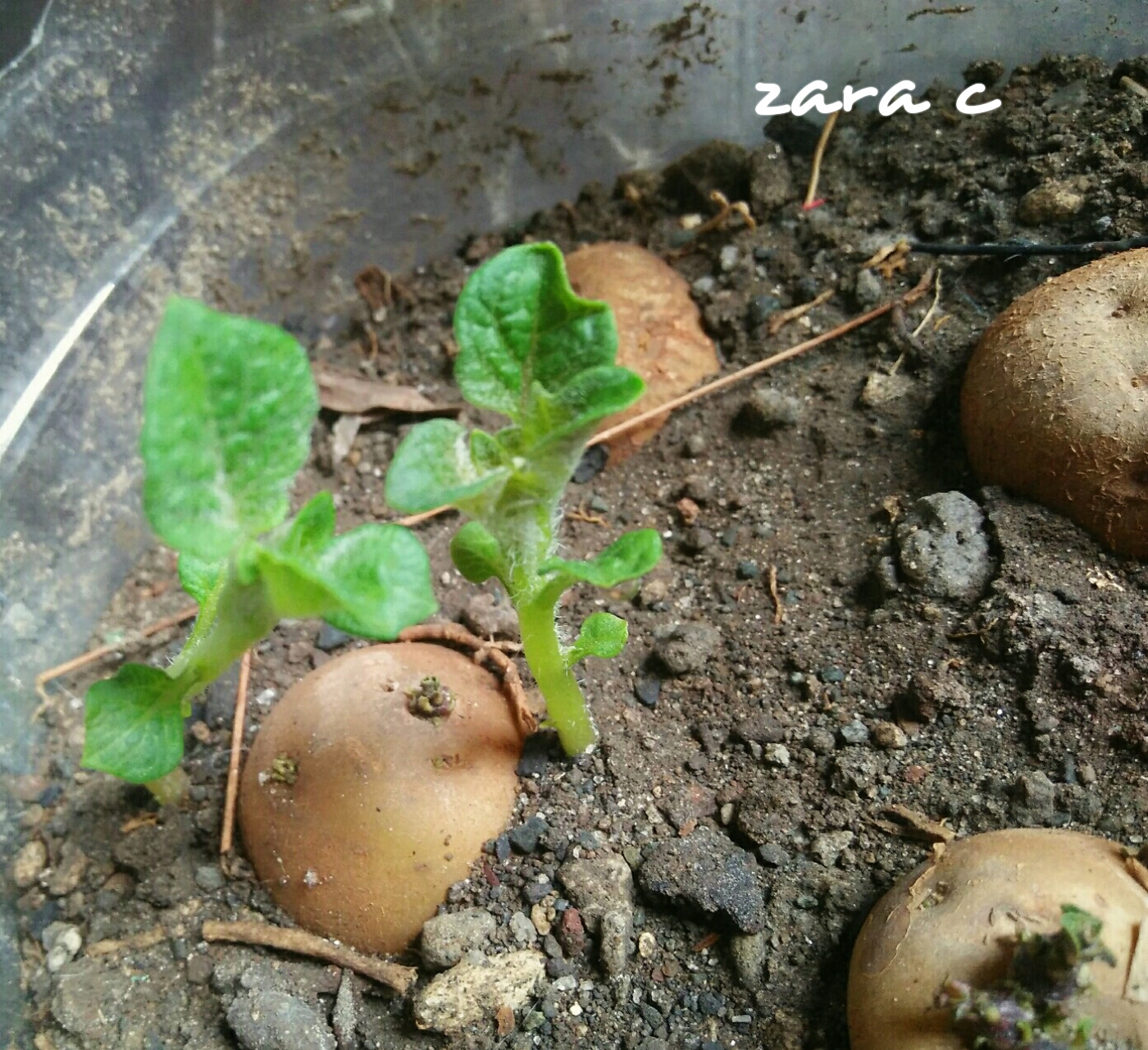PhotoGrid_1564277483801.jpg