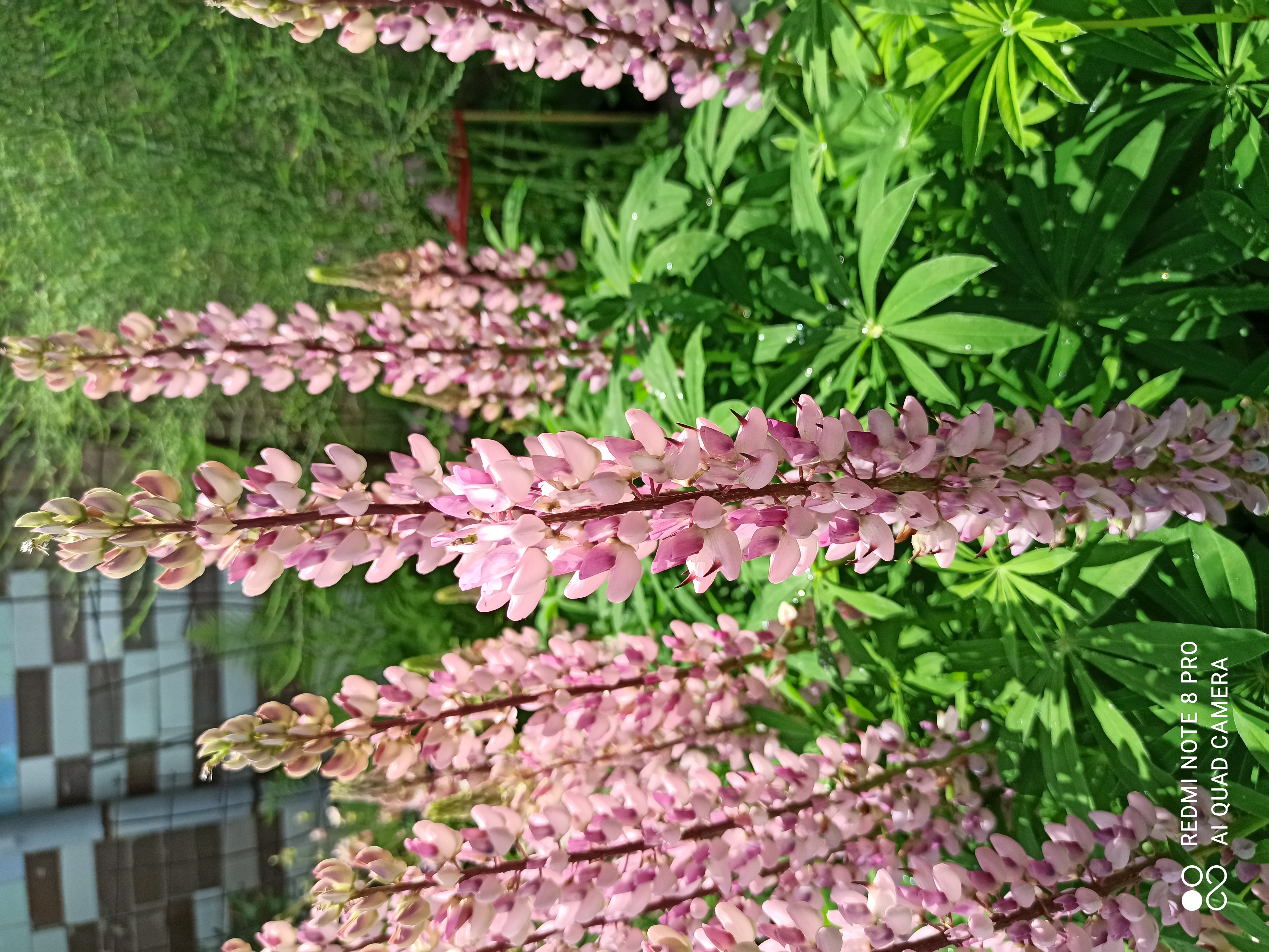IMG_20220619_134712.jpg