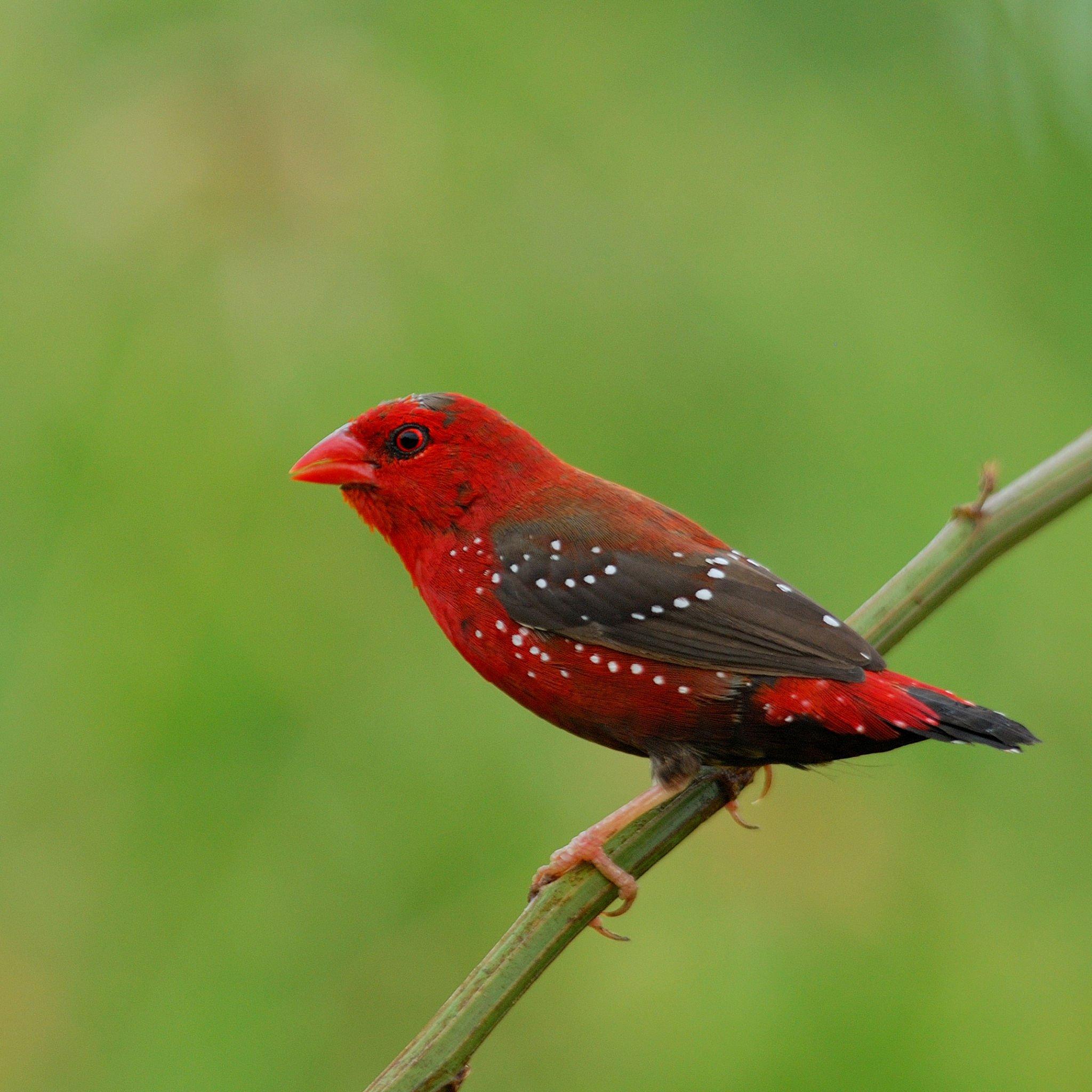 Pair of strawberry finch (5).jpg