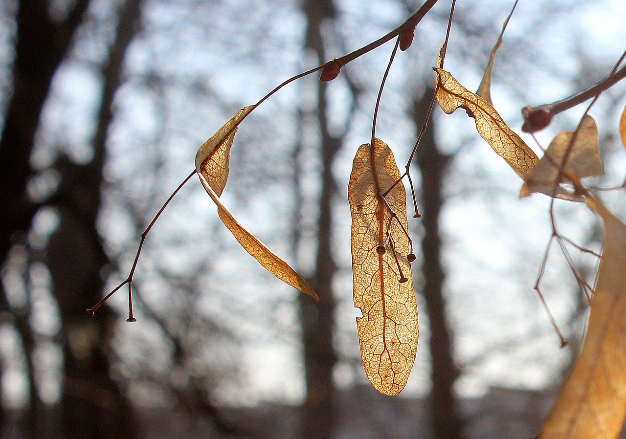 tree-3192865_1280.jpg