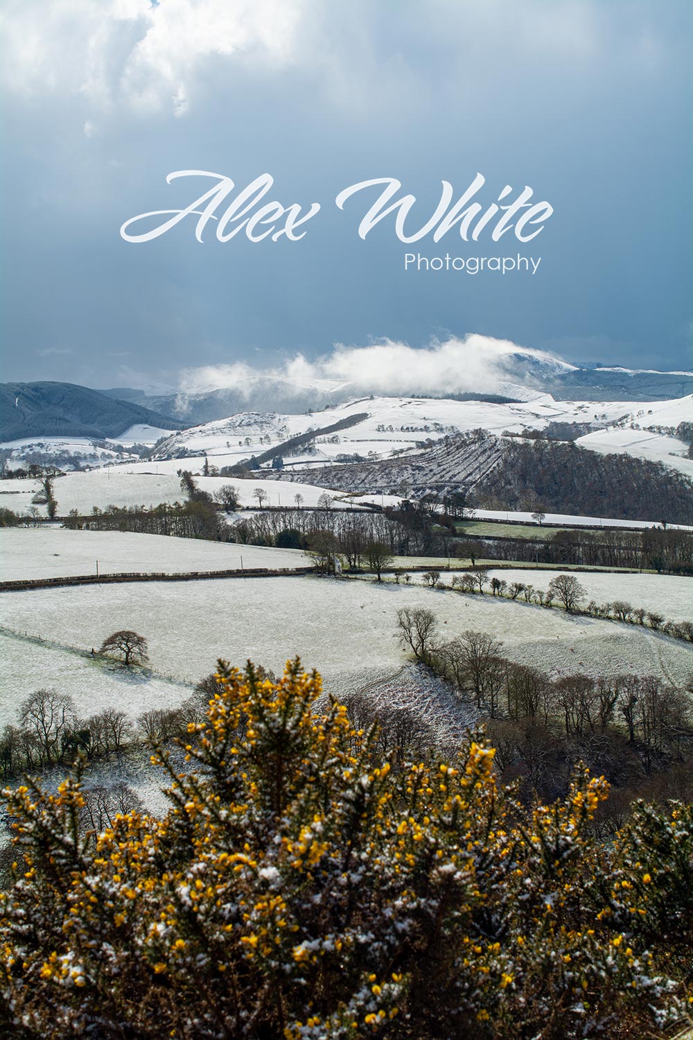 Snowy Gorse (1 of 1).jpg