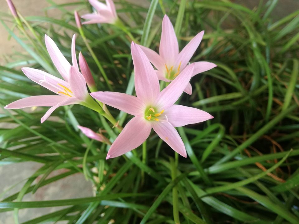 estrella1.jpg