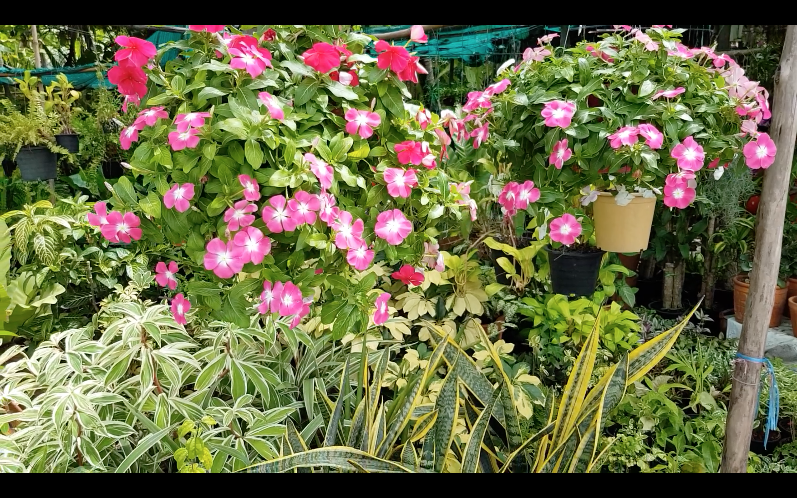 Screen Shot 2561-05-31 at 9.24.18 PM.png