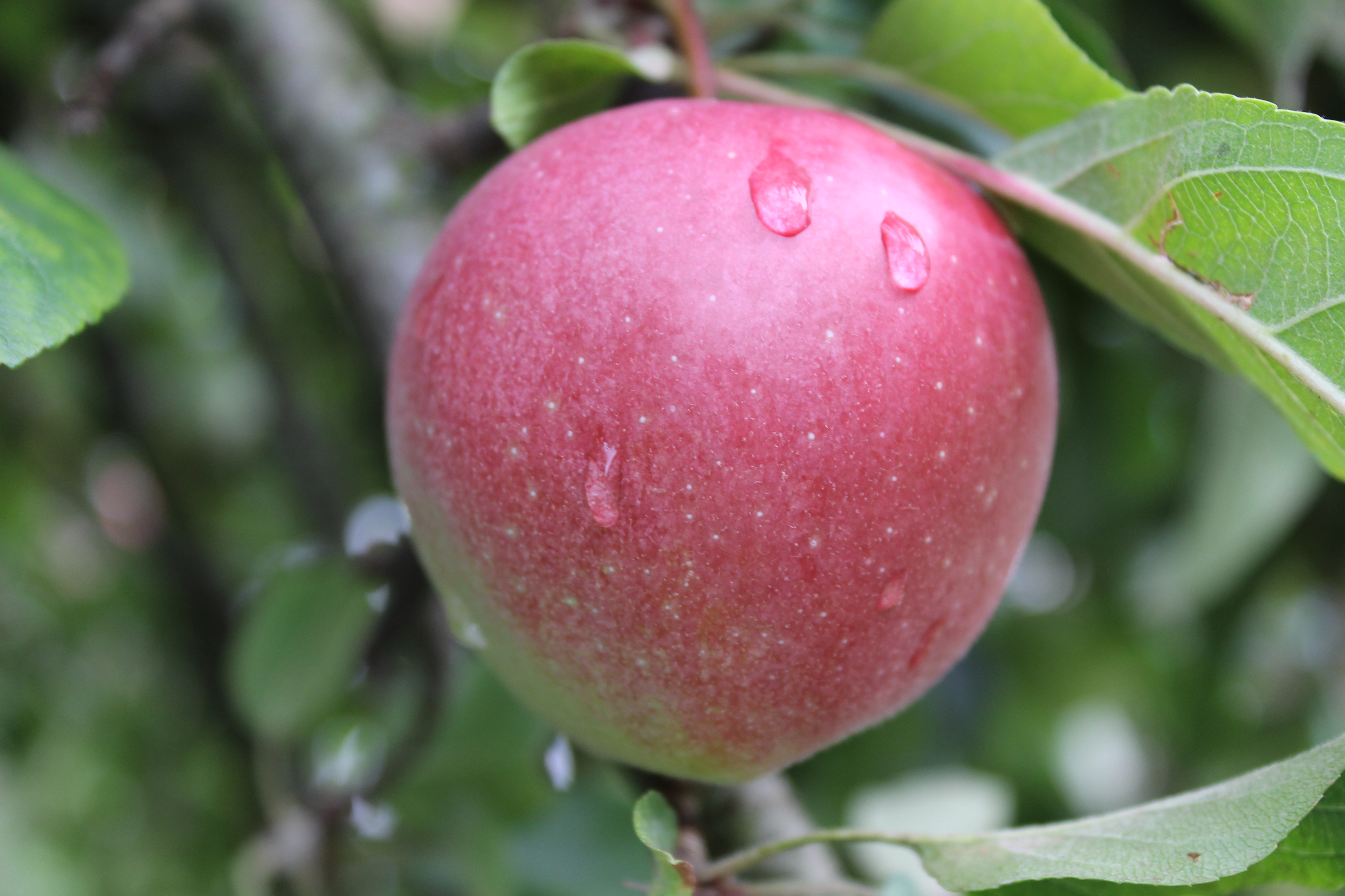 Apfel3.JPG