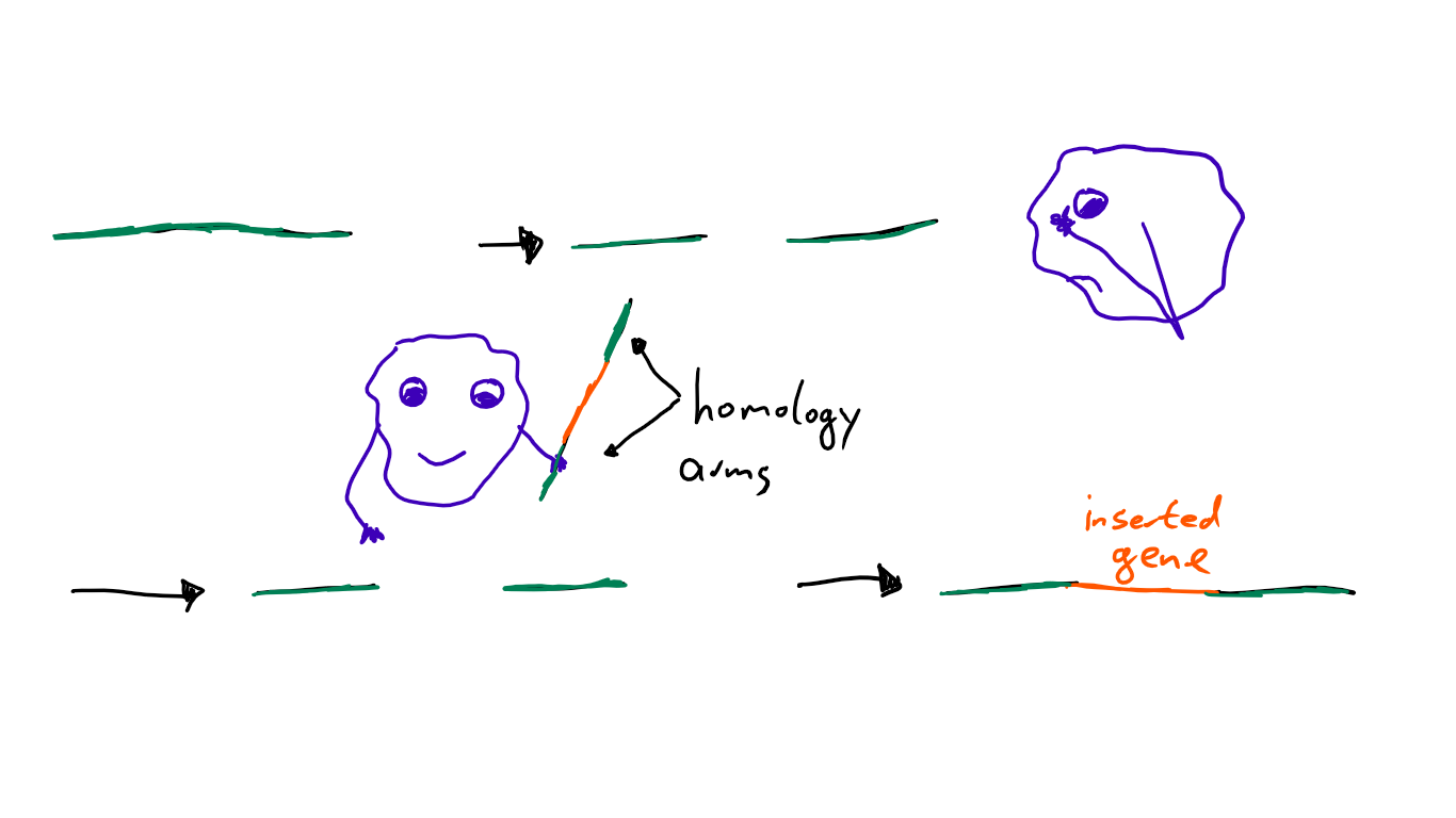Sketchhdr.png
