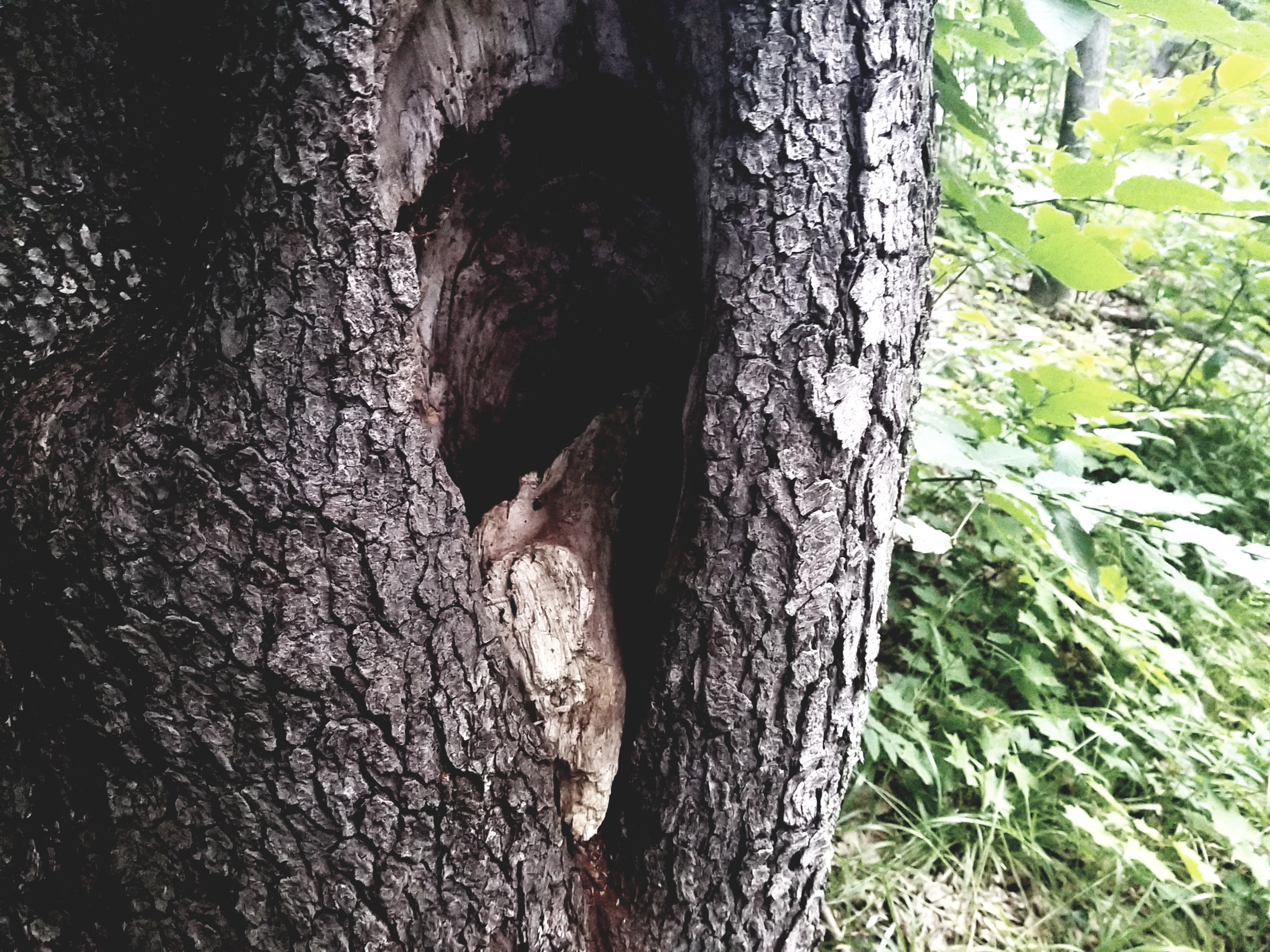 20180712_211132.jpg